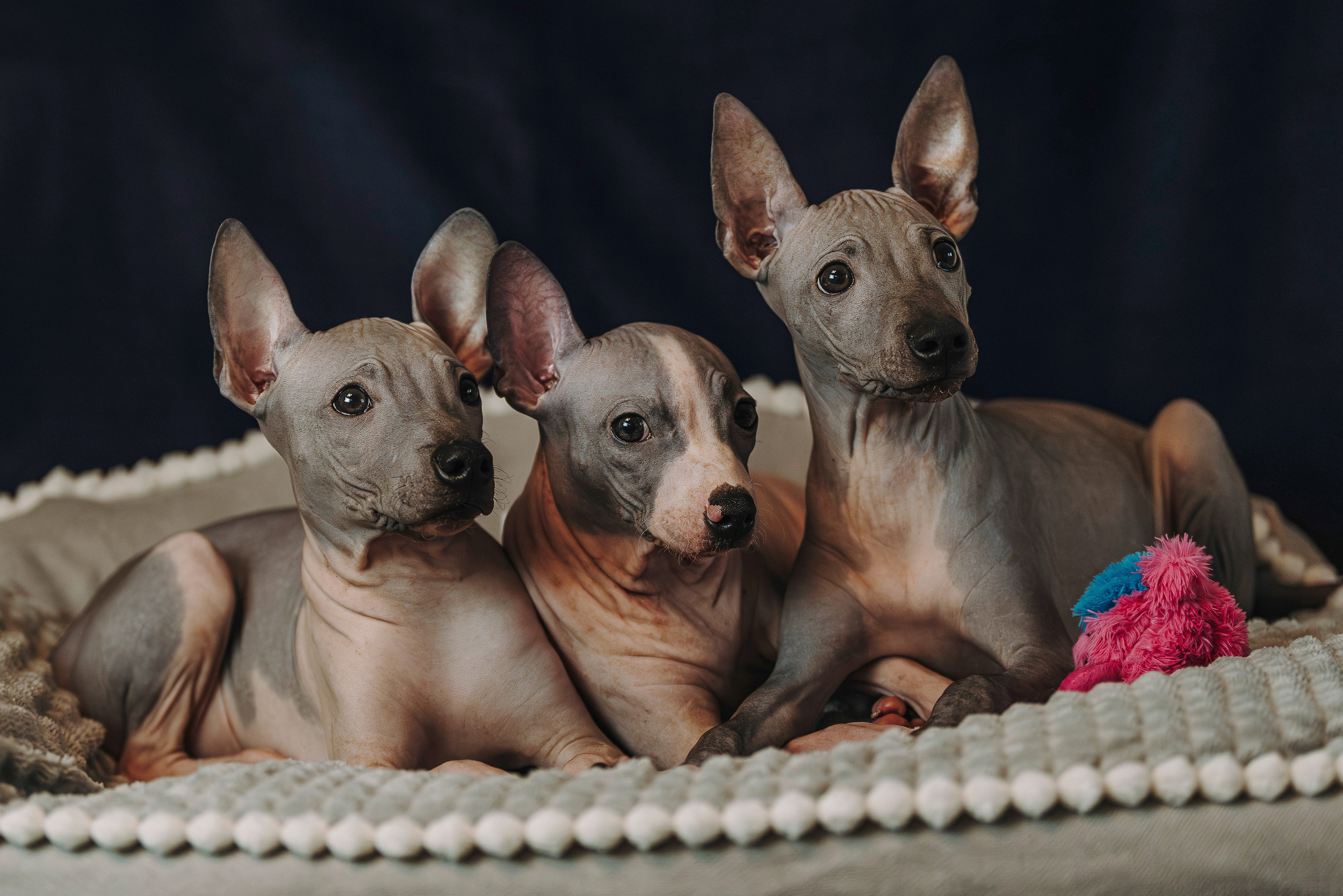 Малыши американского голого терьера. Фотограф анималист в Спб недорого Олеся Майорова