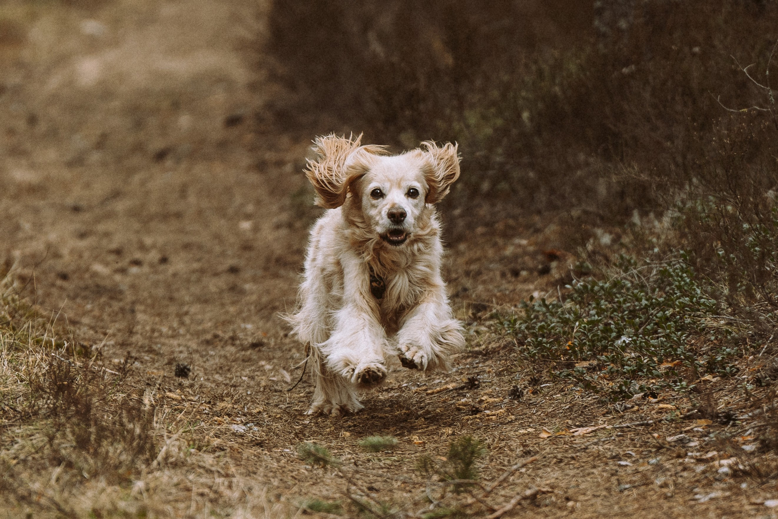Дог трекинг к финскому хутору. Фотограф анималист в Спб недорого Олеся Майорова