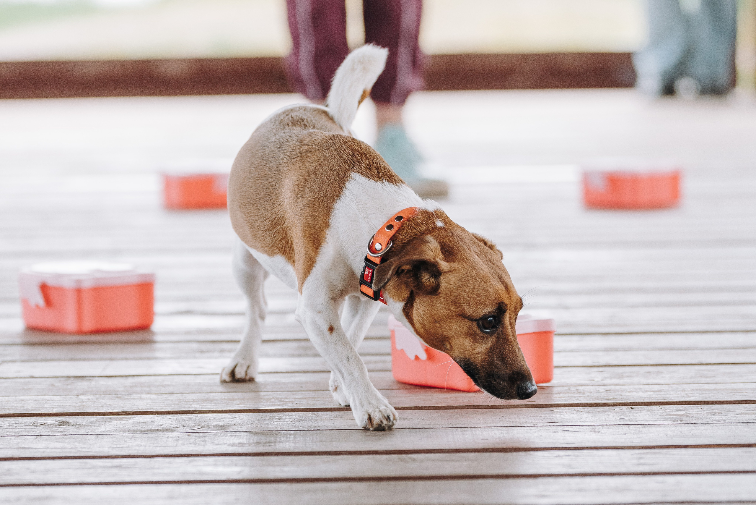 Соревнования по ноузворку в Лосево. Фотограф анималист в Спб недорого Олеся Майорова