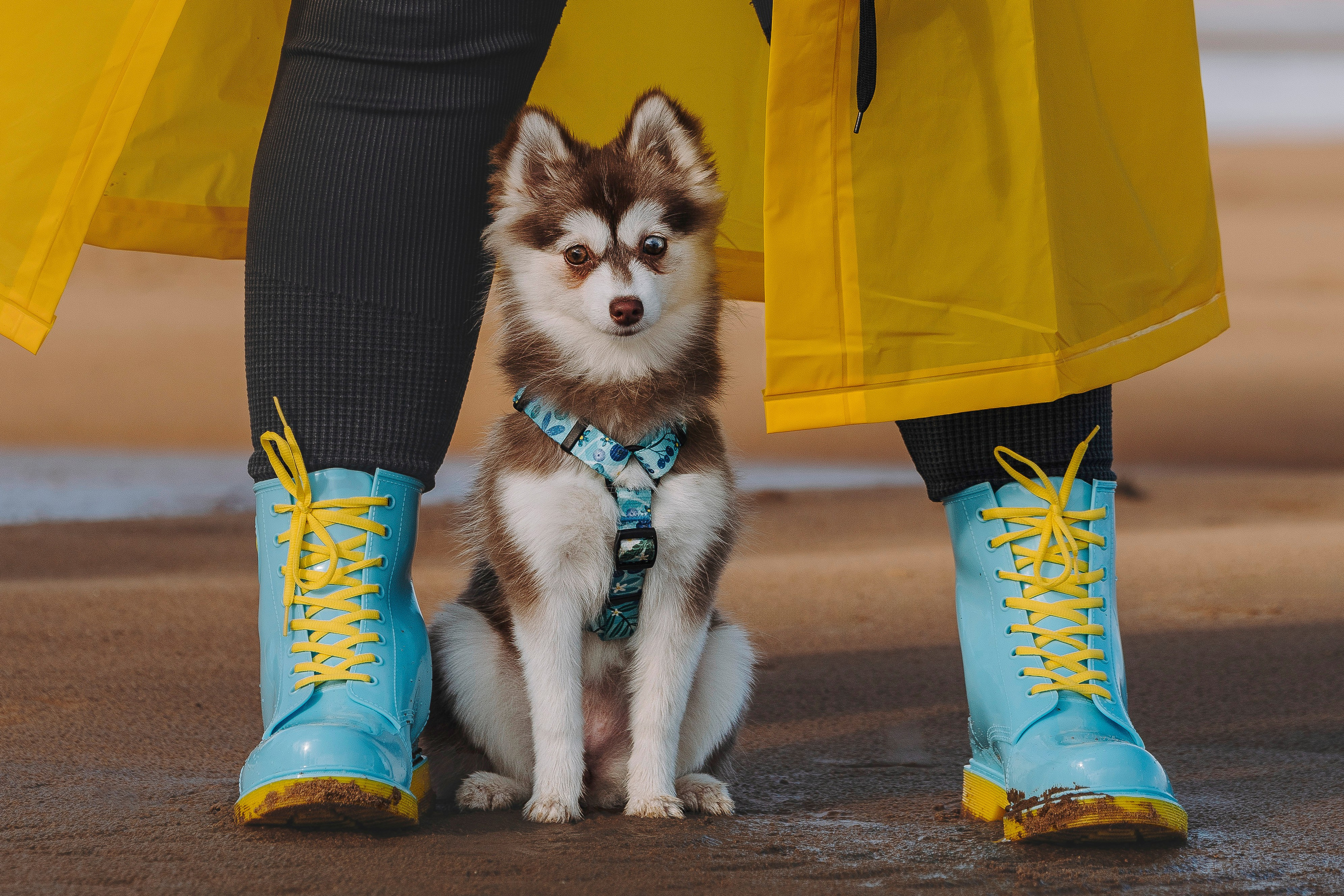 Катерина и Дрэка. Фотограф анималист в Спб недорого Олеся Майорова