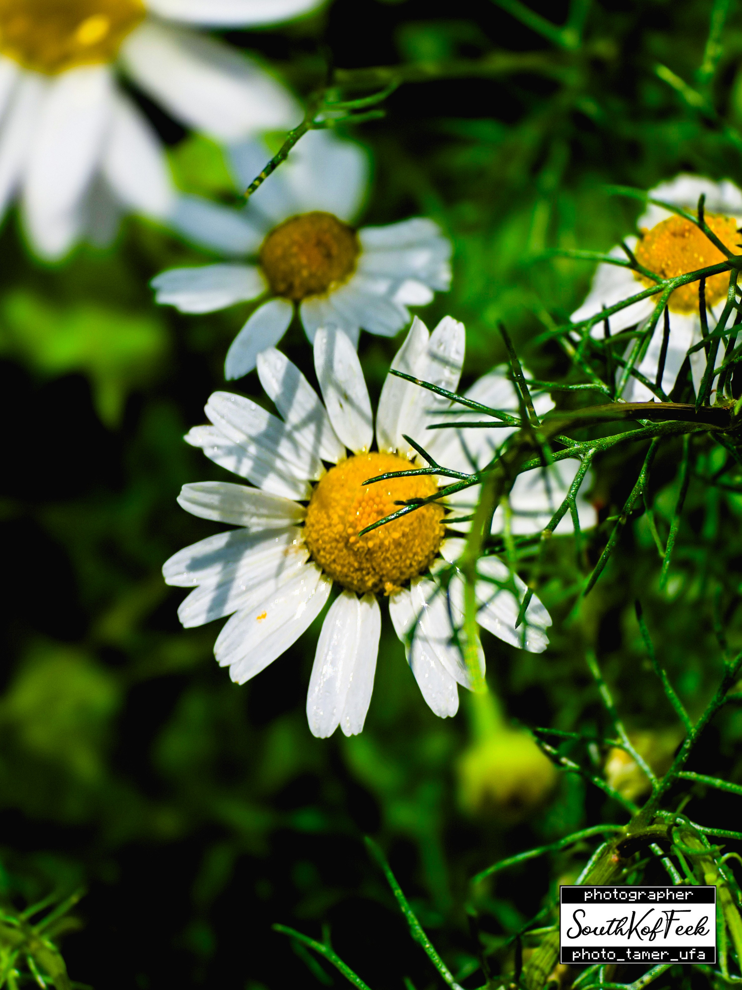 Цветы?. Photo Tamer Ufa