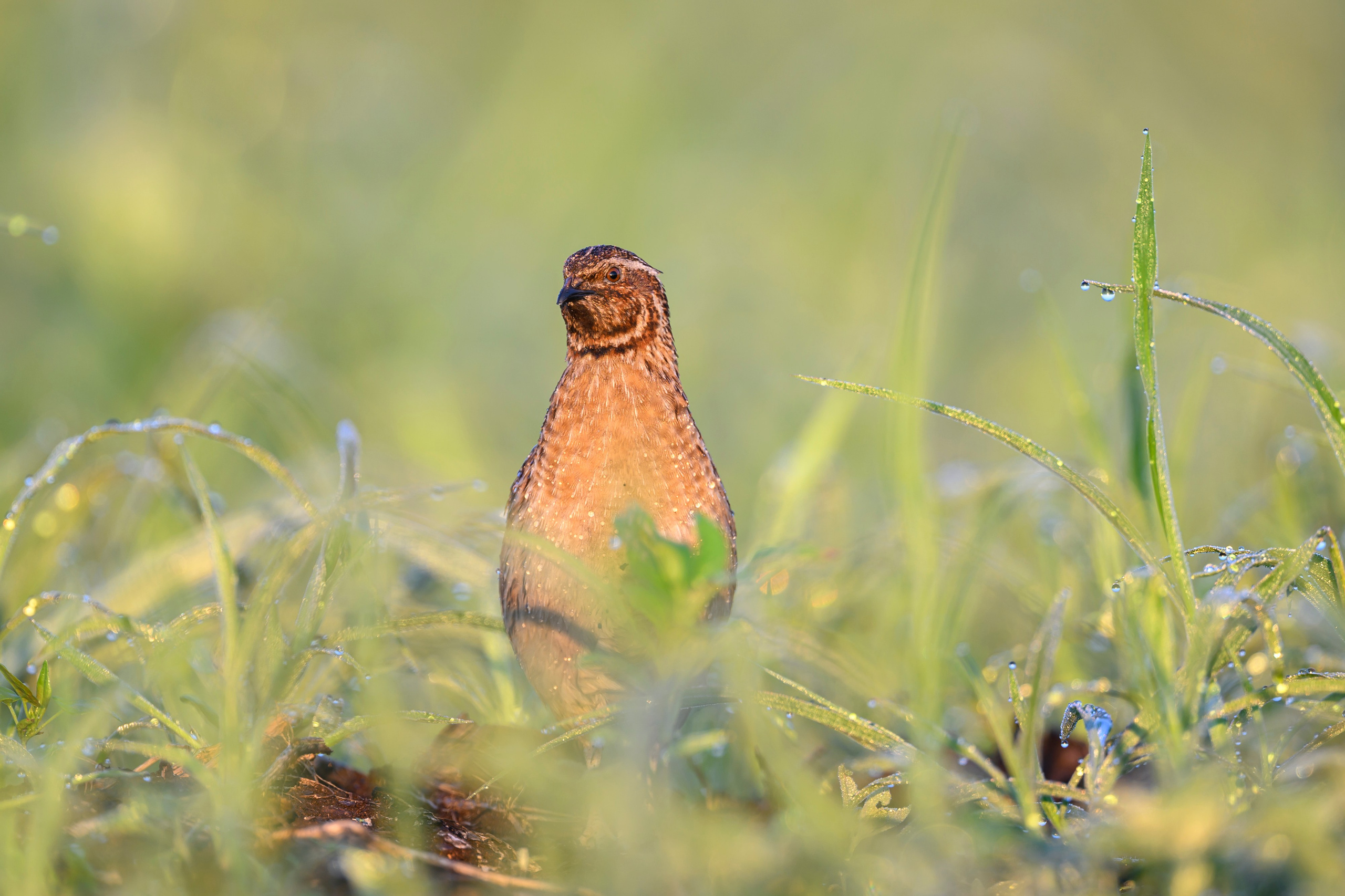 Перепела XII, роса. Фотограф Сергей Пупонин