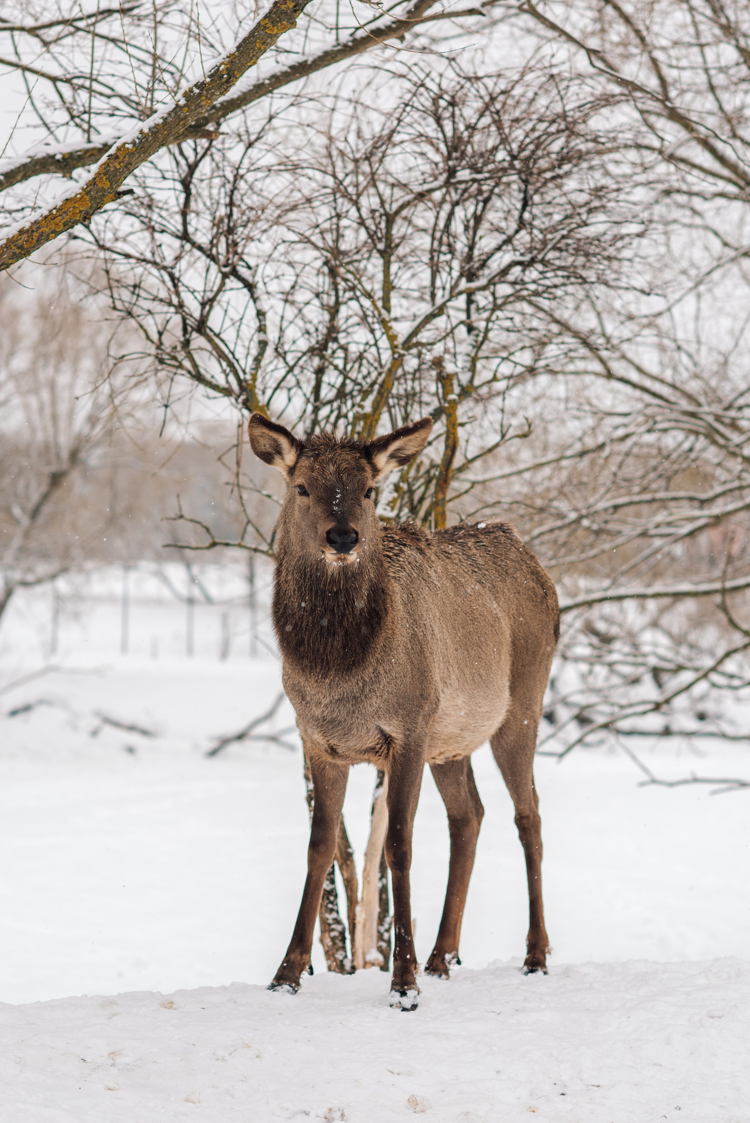 Зимняя парфорсная охота. Фотограф Диана Вальтер