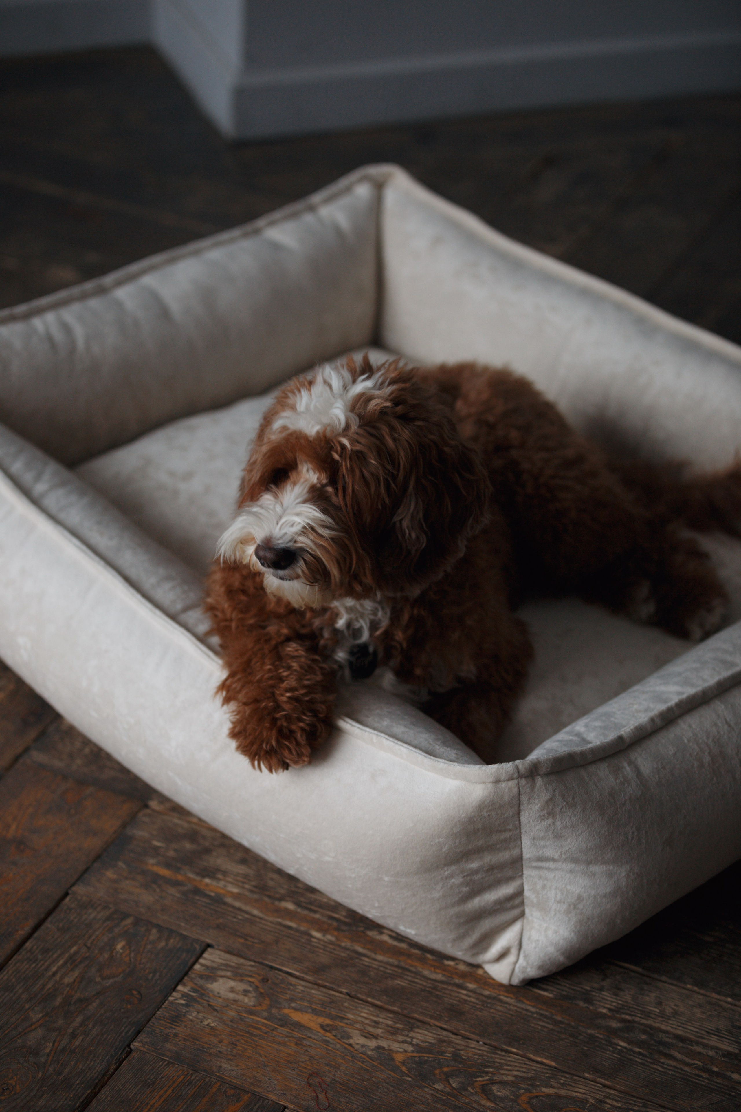 Bmbh лежанки и адресники. Фотограф анималист Кристина Карпова, Москва