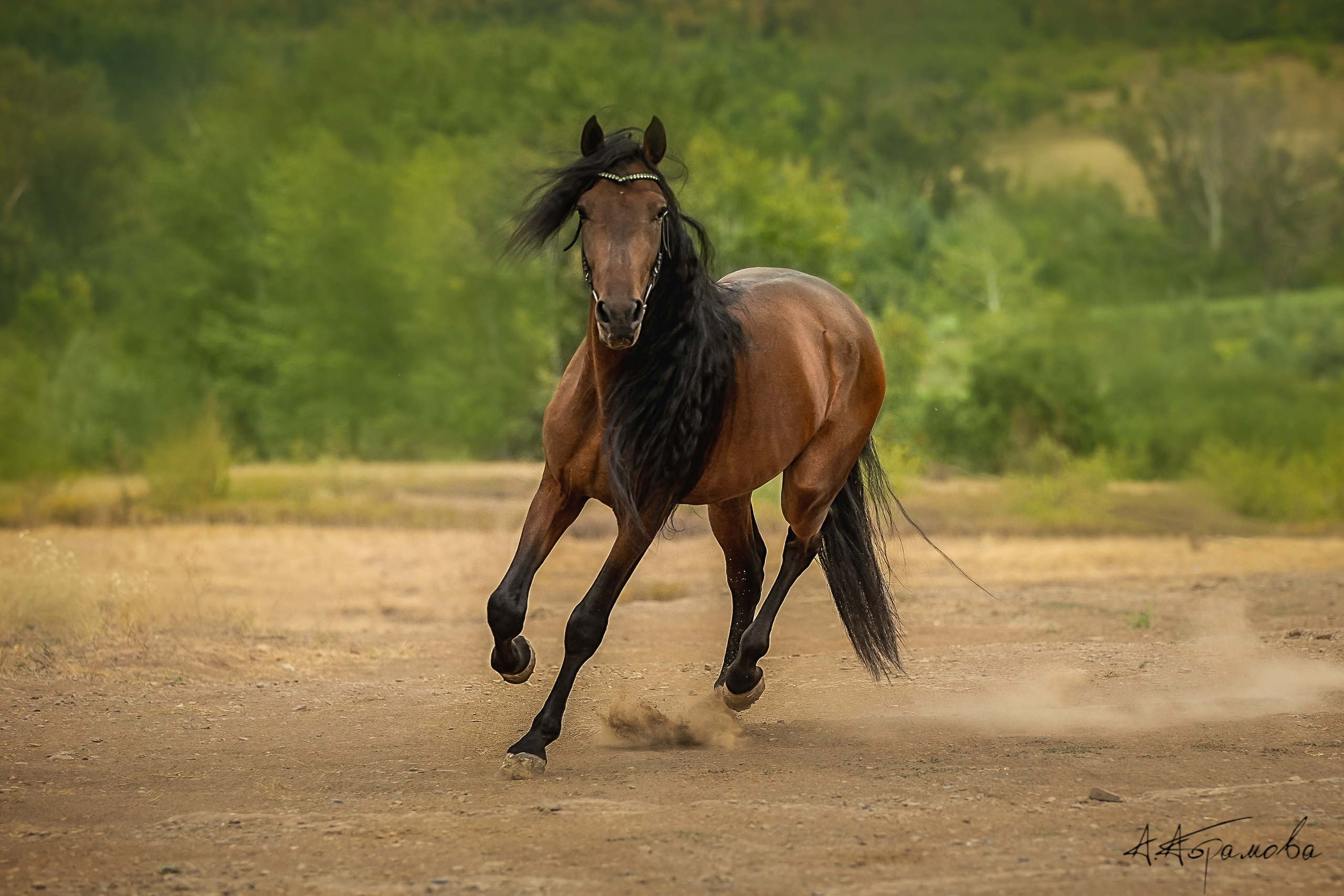 ЛОШАДИ. Фотограф-АниМалист Анна Абрамова