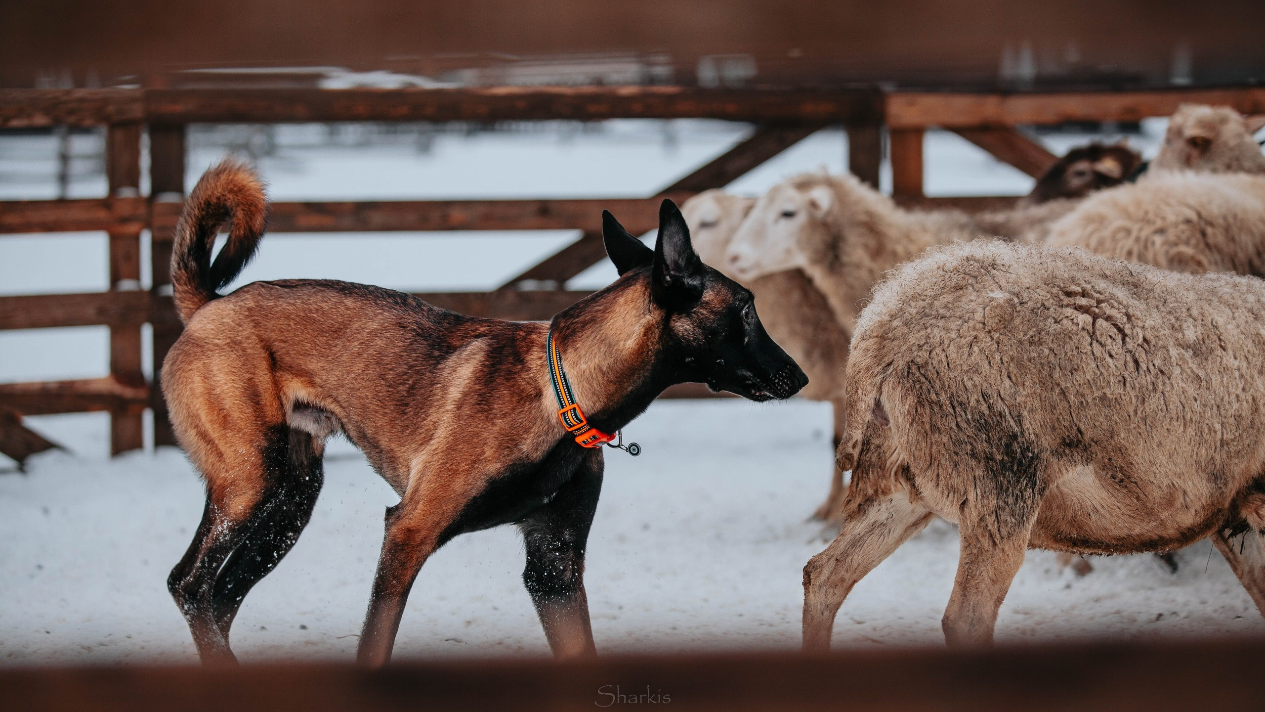 Шмель и Дрель. Фотограф Елизавета Филатова
