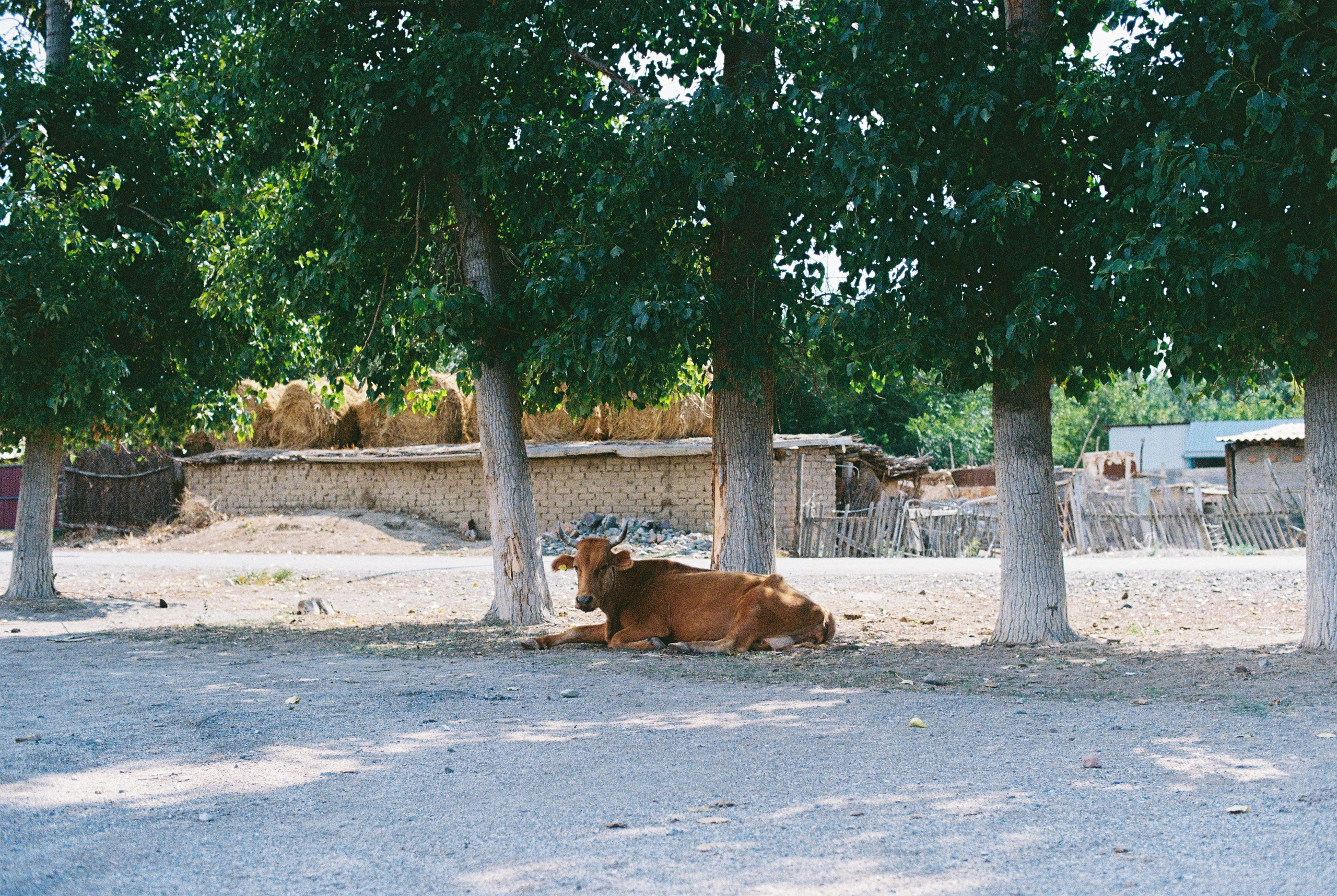 Алтын эмель/Или/Курты, плёнка 2025. Фотограф в Алматы — Алексей Коньков | Репортаж, свадьбы, портреты