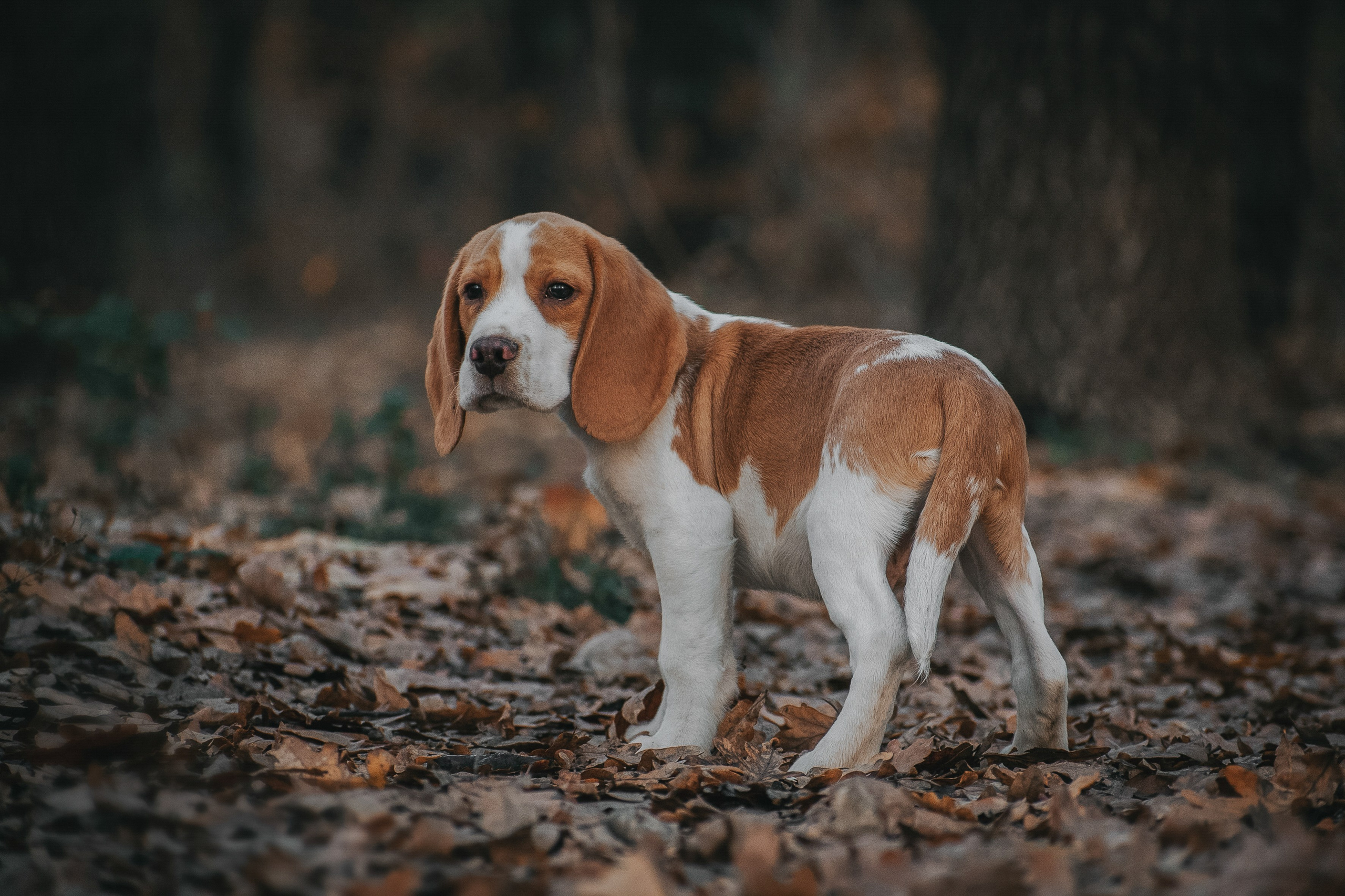 фотограф  животных ростов фотограф для собак фотосессия пометов в ростове