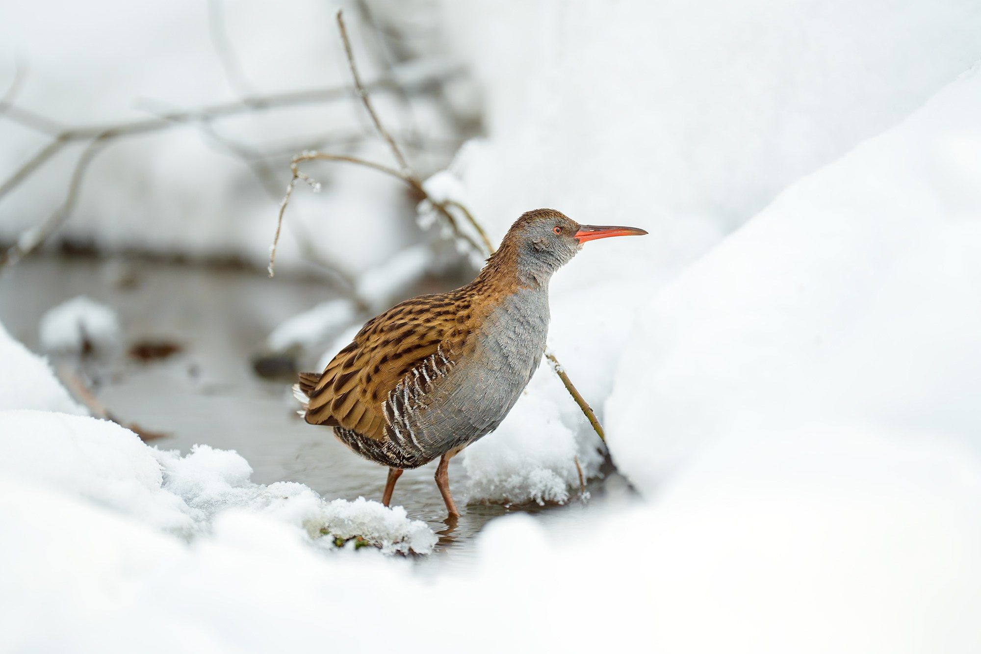 Удивительные мир птиц. Вокруг нас столько прекрасного — присмотритесь!. Ваш личный фотограф Марина Волкова