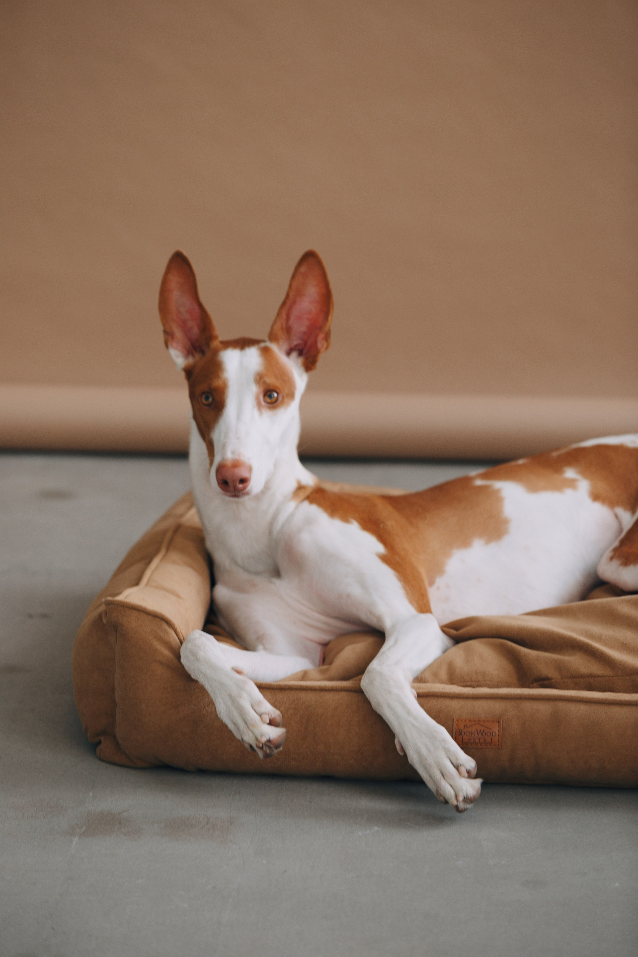 Boonwood Pets лежанки для животных. Фотограф анималист Кристина Карпова, Москва