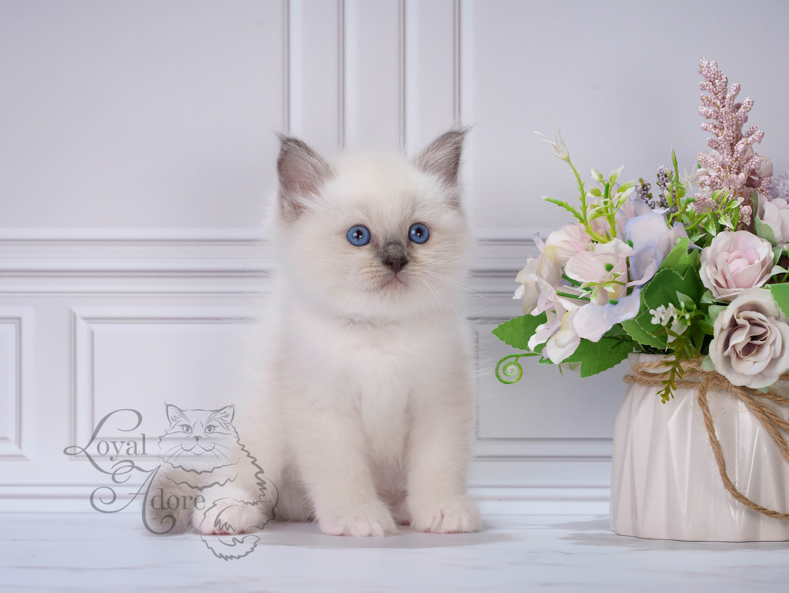 Котята рэгдолл от Loyal Adore. Питомник рэгдолл Loyal Adore