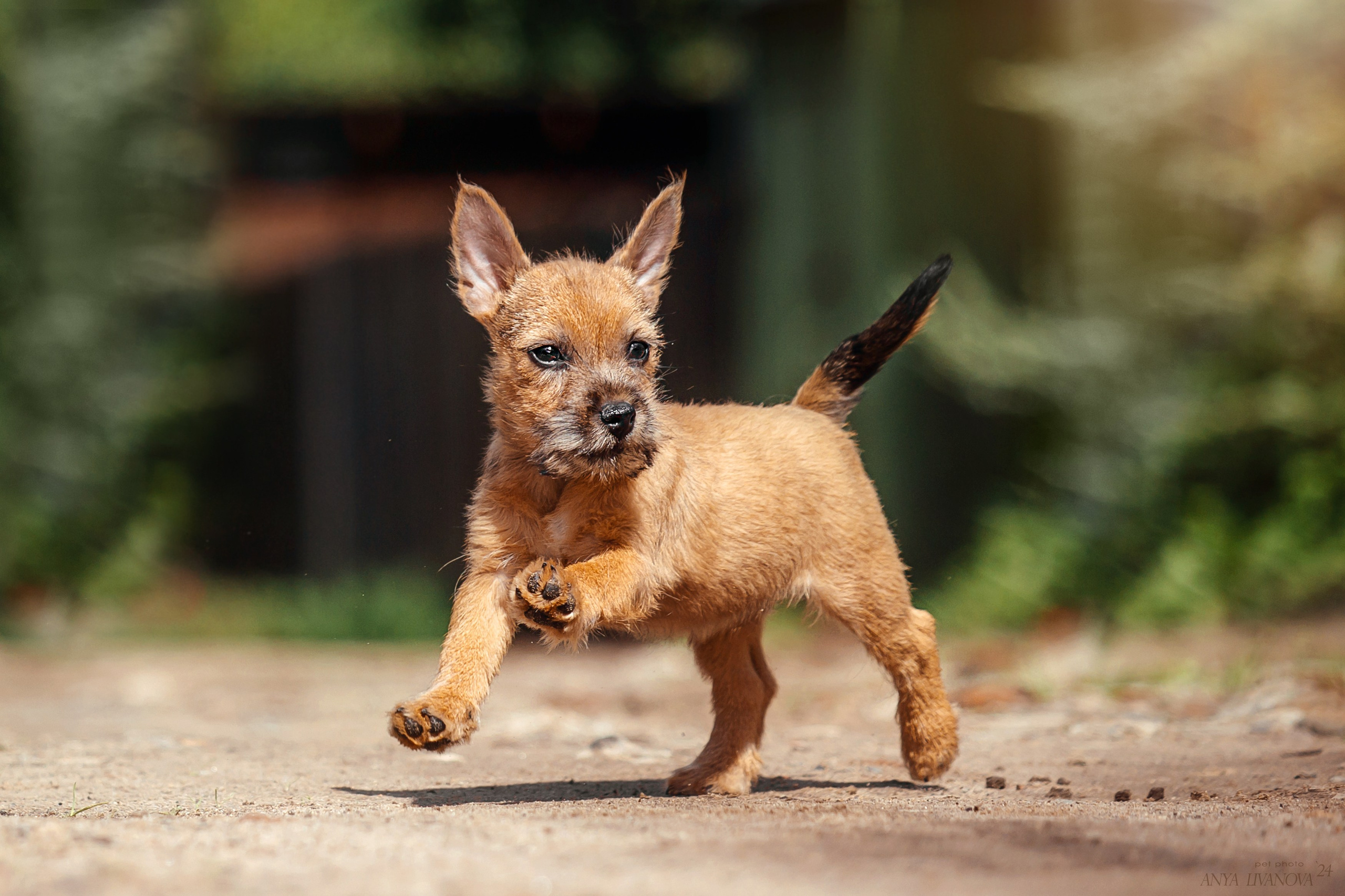 Норвичи. Фотограф анималист Аня Ливанова | Рыбинск