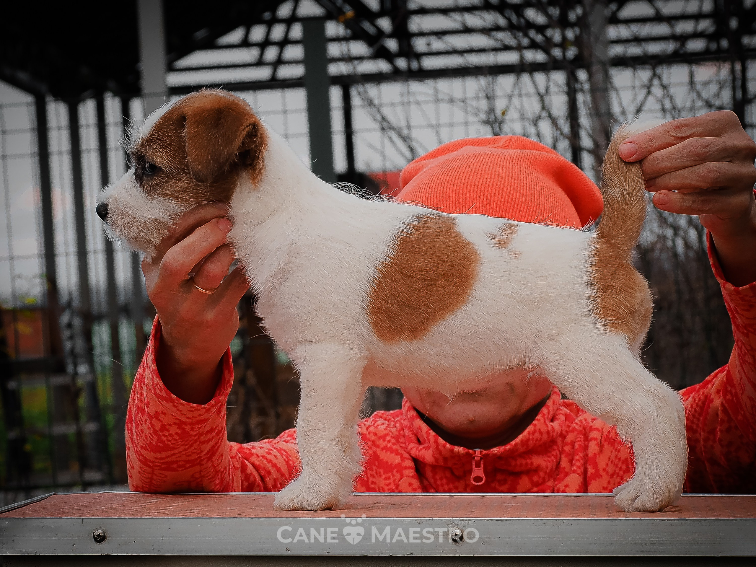 Сука2_БР_27_08_25. CANE MAESTRO — kennel Jack Russell Terrier