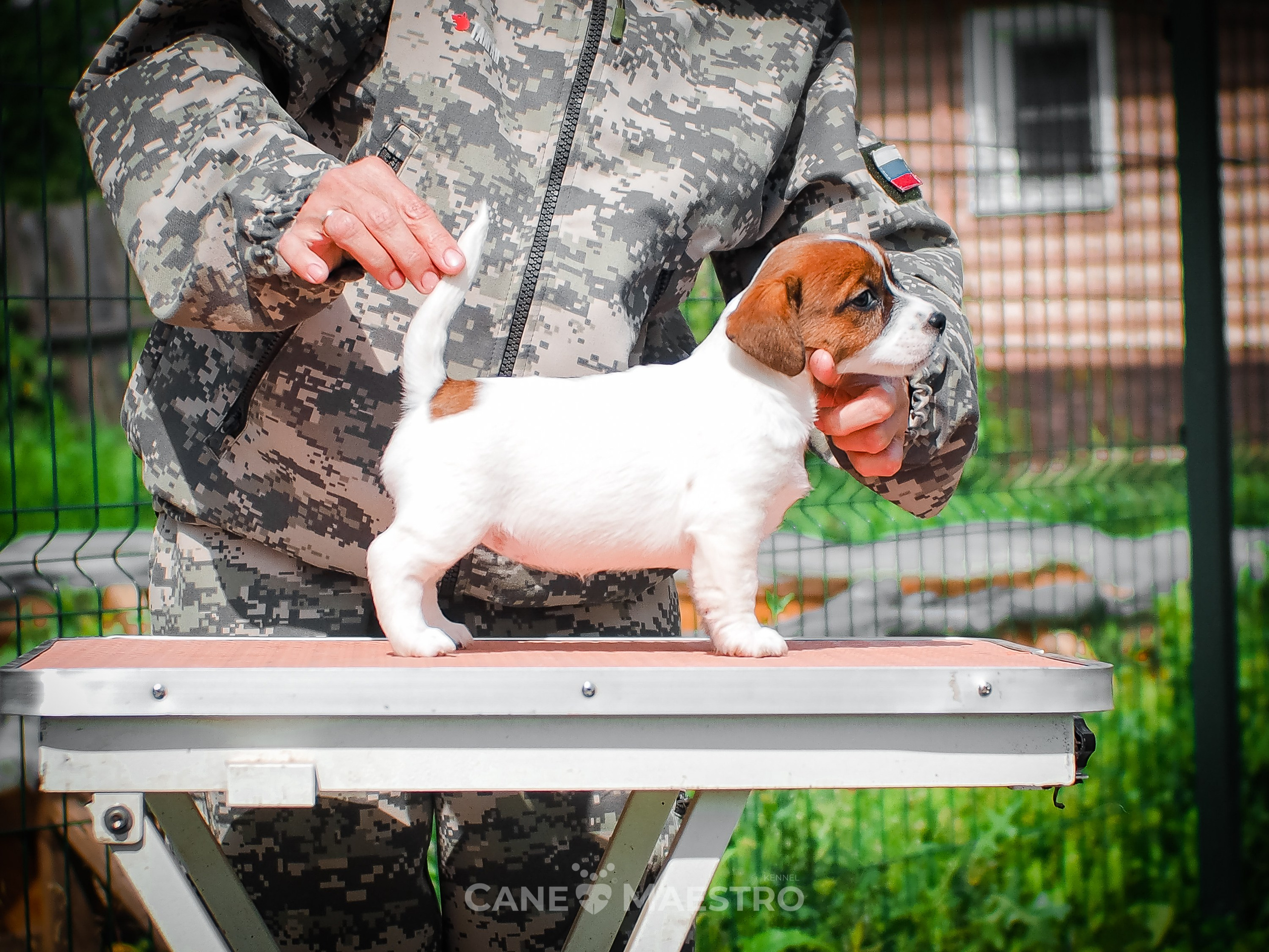 Ш_FEMALE_SHIZGARA. CANE MAESTRO — kennel Jack Russell Terrier