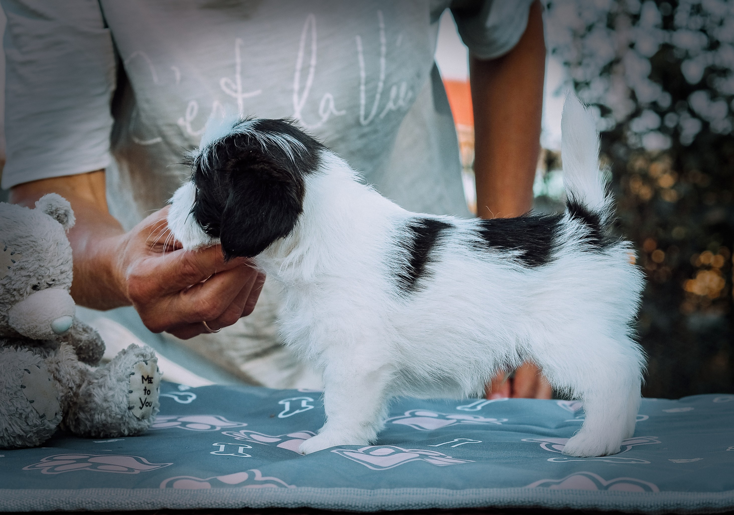 X_КОБЛ_4_БЕЛ_ЧЕРН. CANE MAESTRO — kennel Jack Russell Terrier