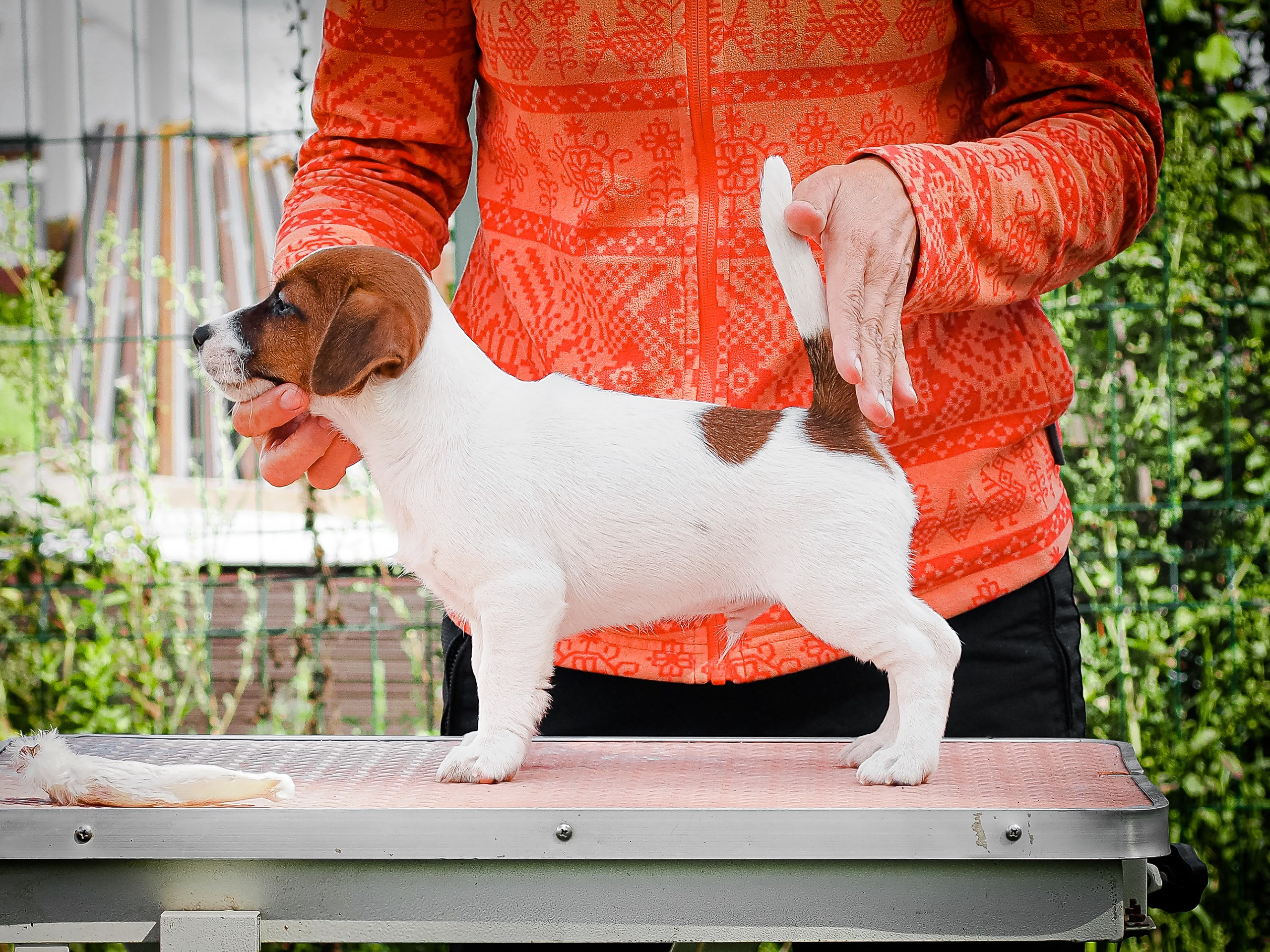 ЭМЕНТАЛЬ_КОБЕЛЬ. CANE MAESTRO — kennel Jack Russell Terrier