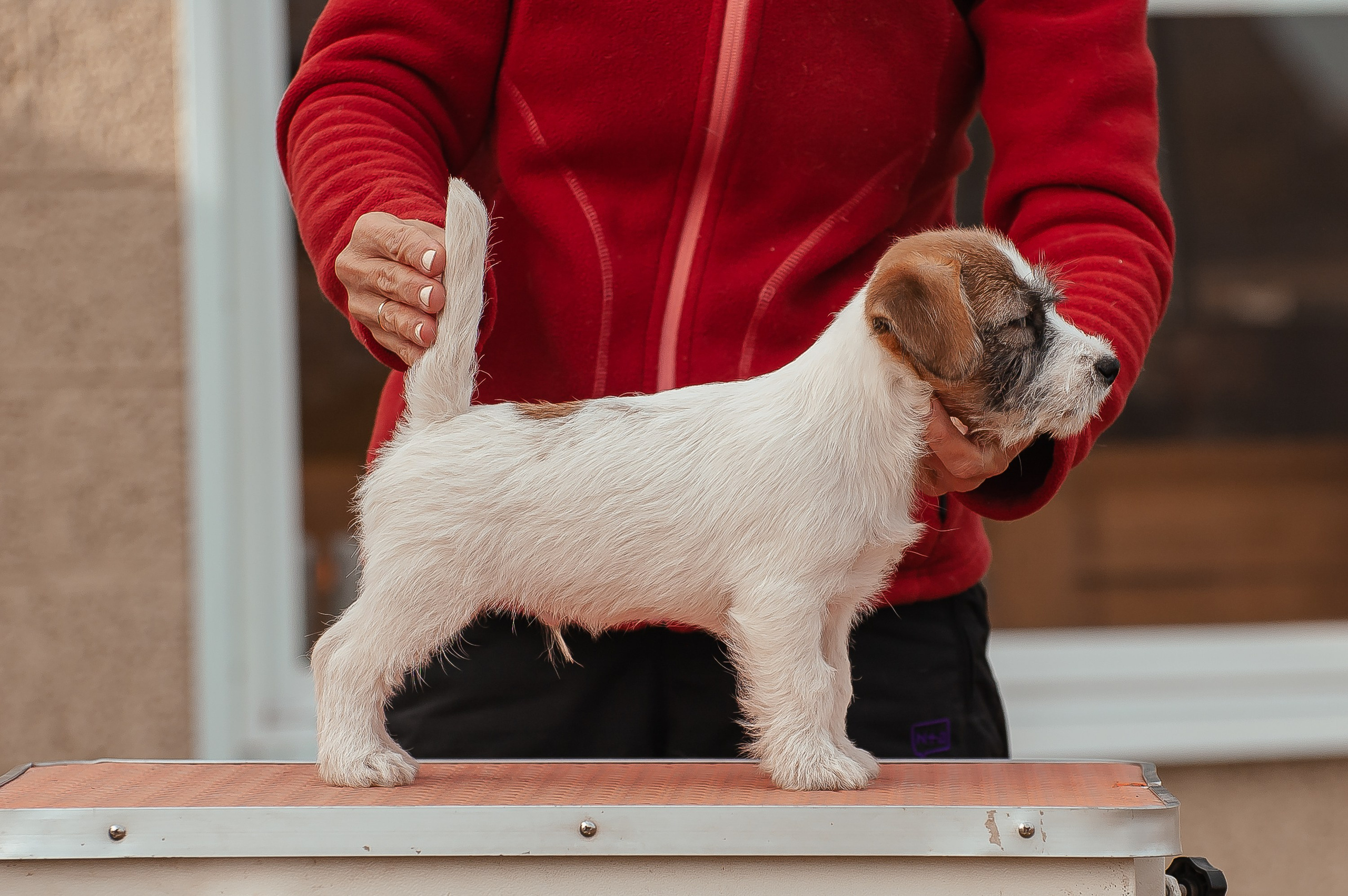 Щенок кобель ДРТ. КАНЕ МАЭСТРО — питомник Джек рассел терьеров