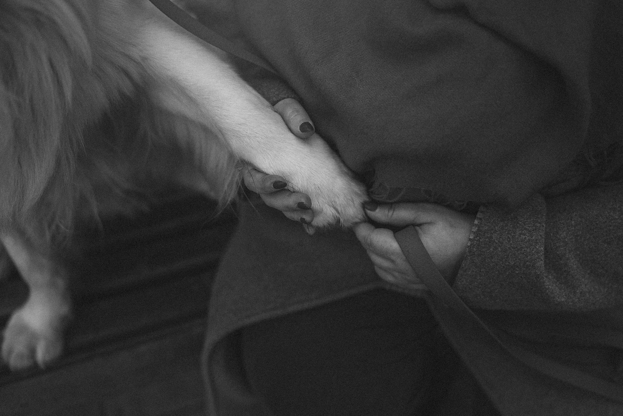 Лена и Мерлин. Фотограф анималист в Москве и Санкт-Петербурге Свиридова Анна