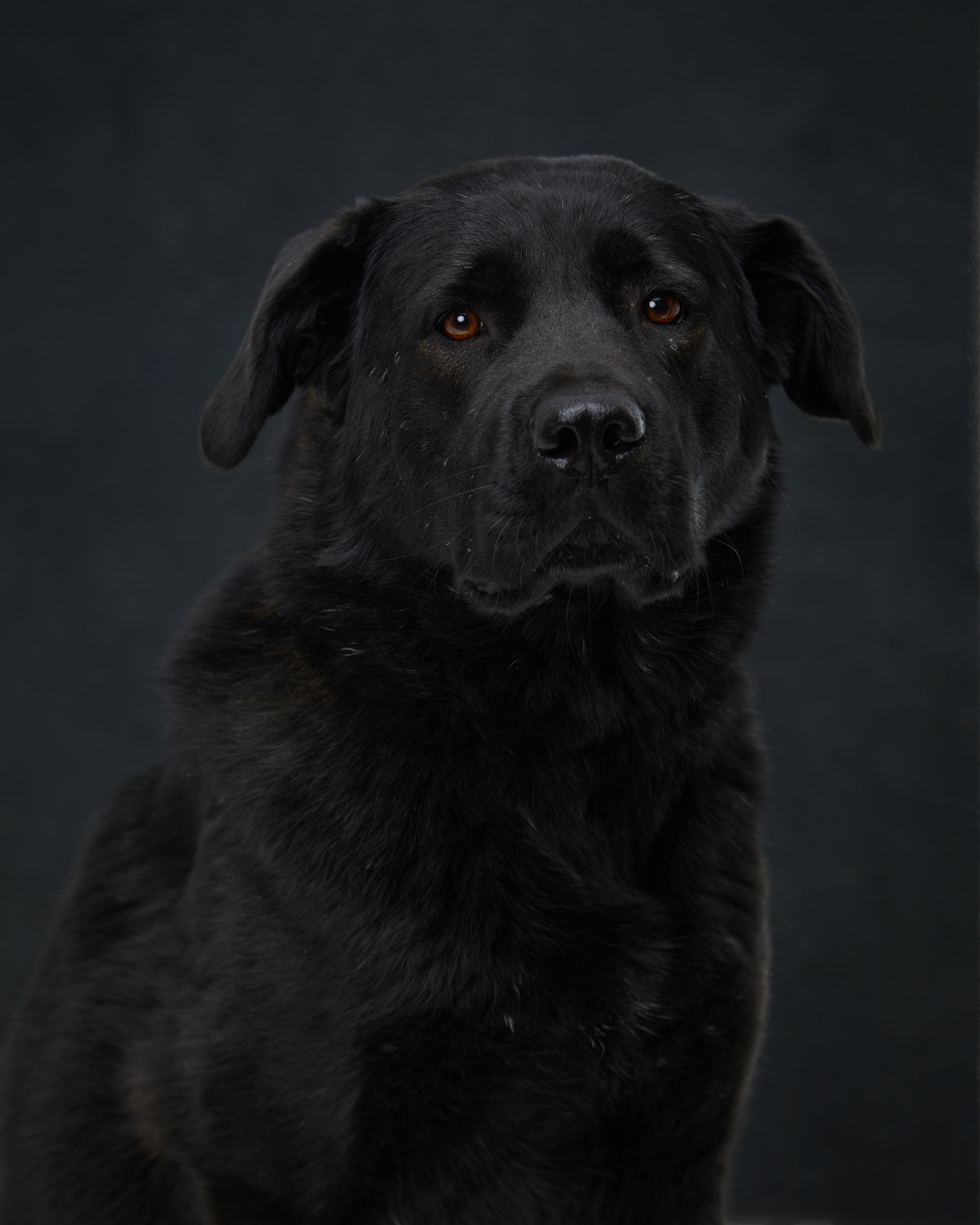 Pets Photography / Фотограф Собак