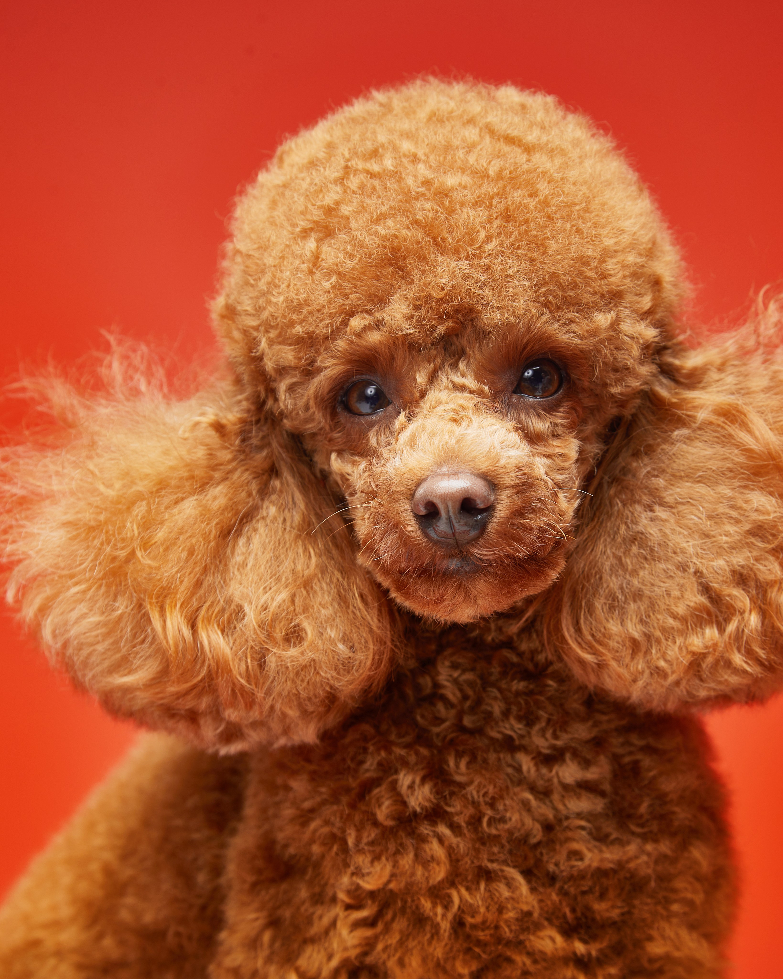 Pets Photography / Фотограф Собак