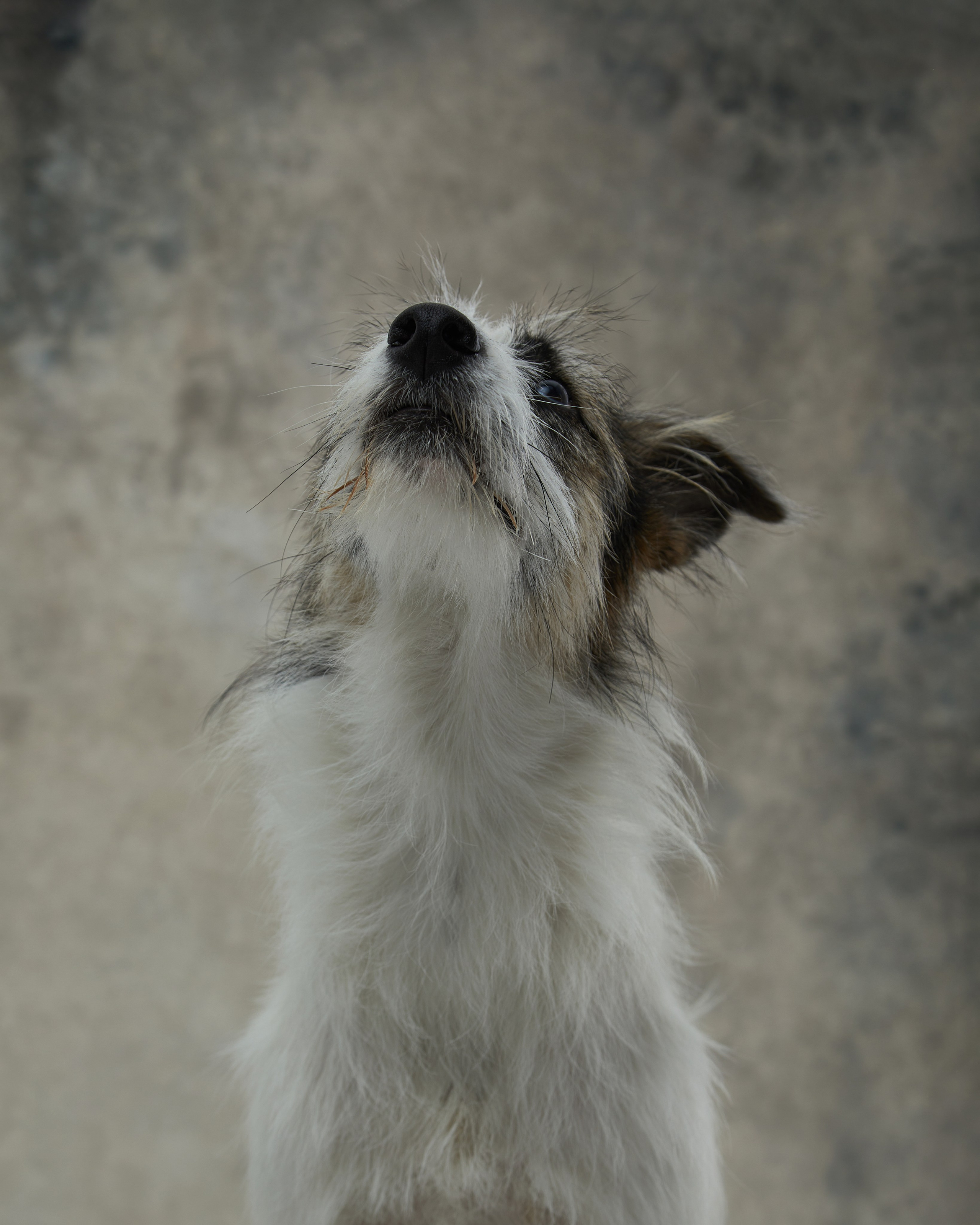 Pets Photography / Фотограф Собак