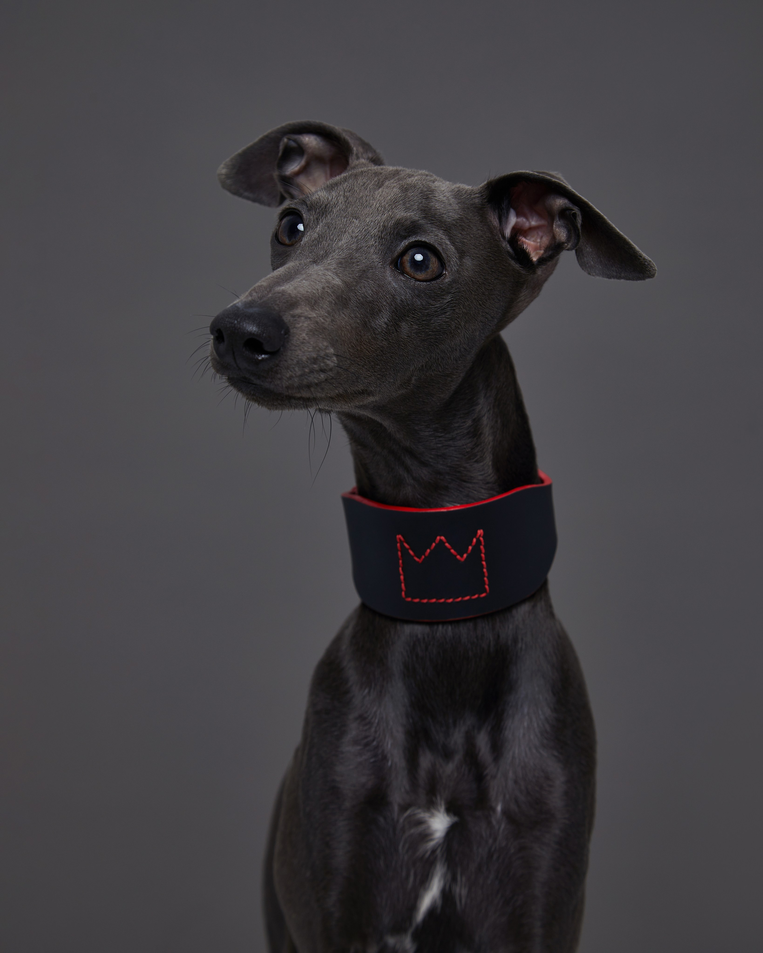 Амуниция и одежда. Pets Photography / Фотограф Собак