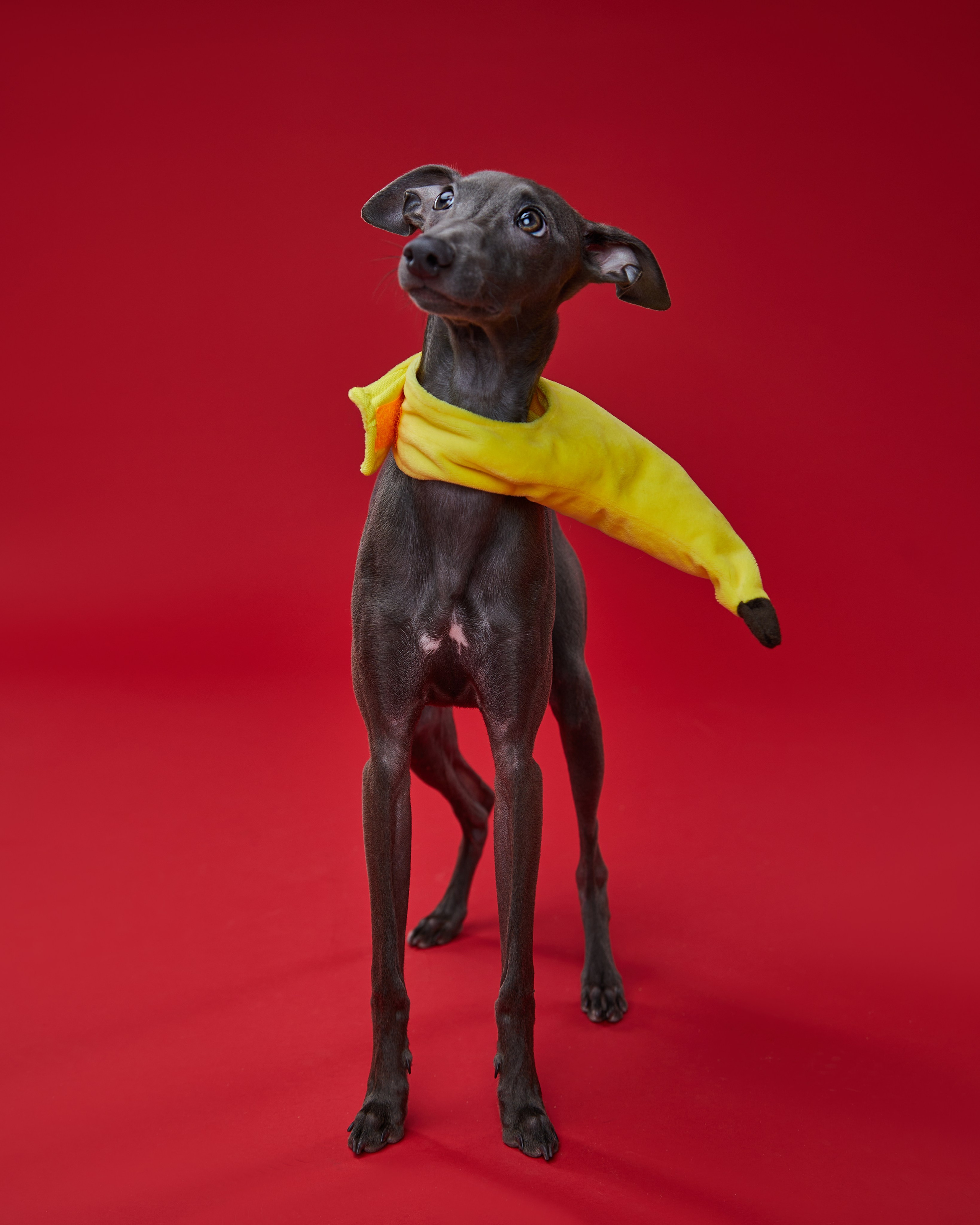Pets Photography / Фотограф Собак