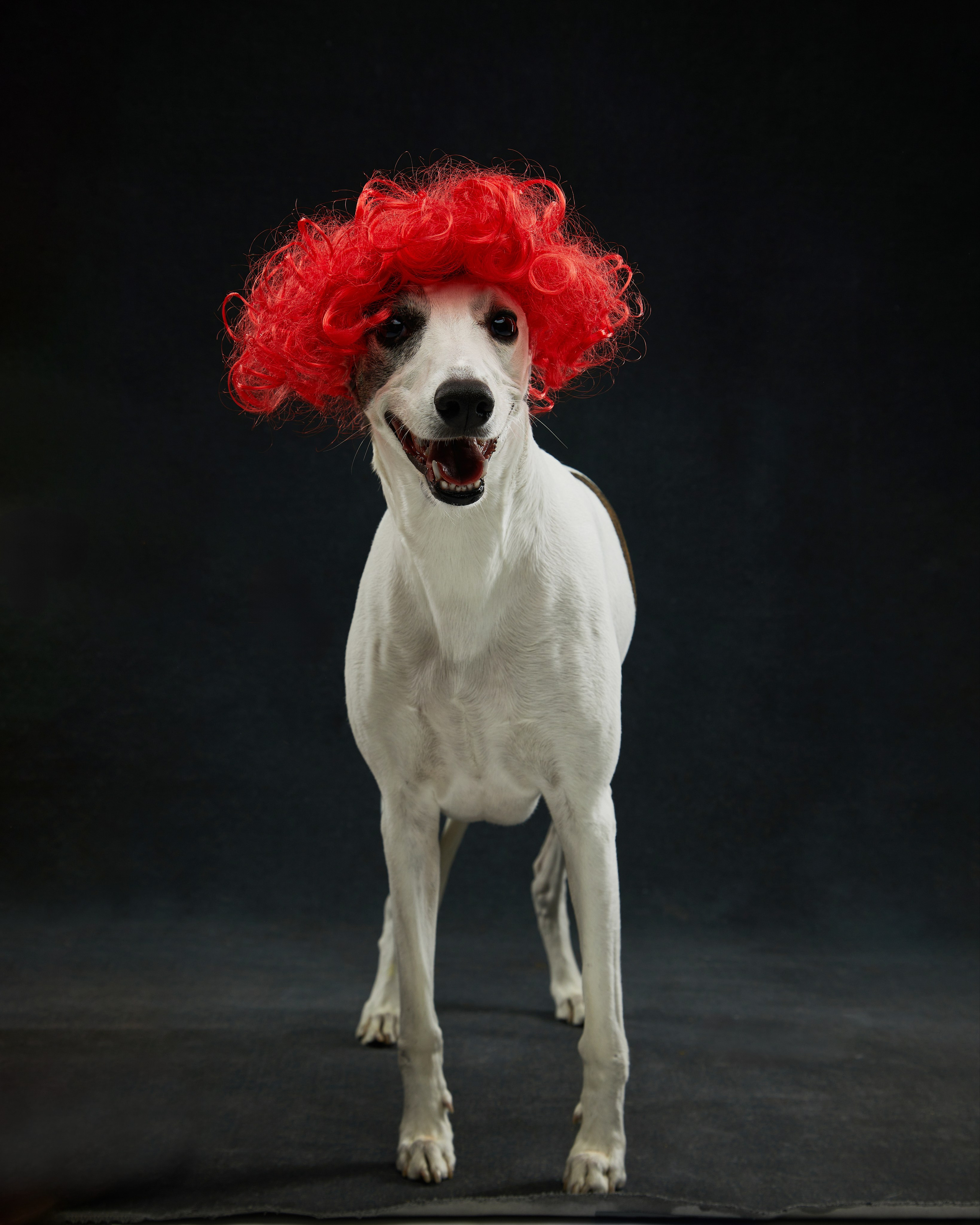 Pets Photography / Фотограф Собак