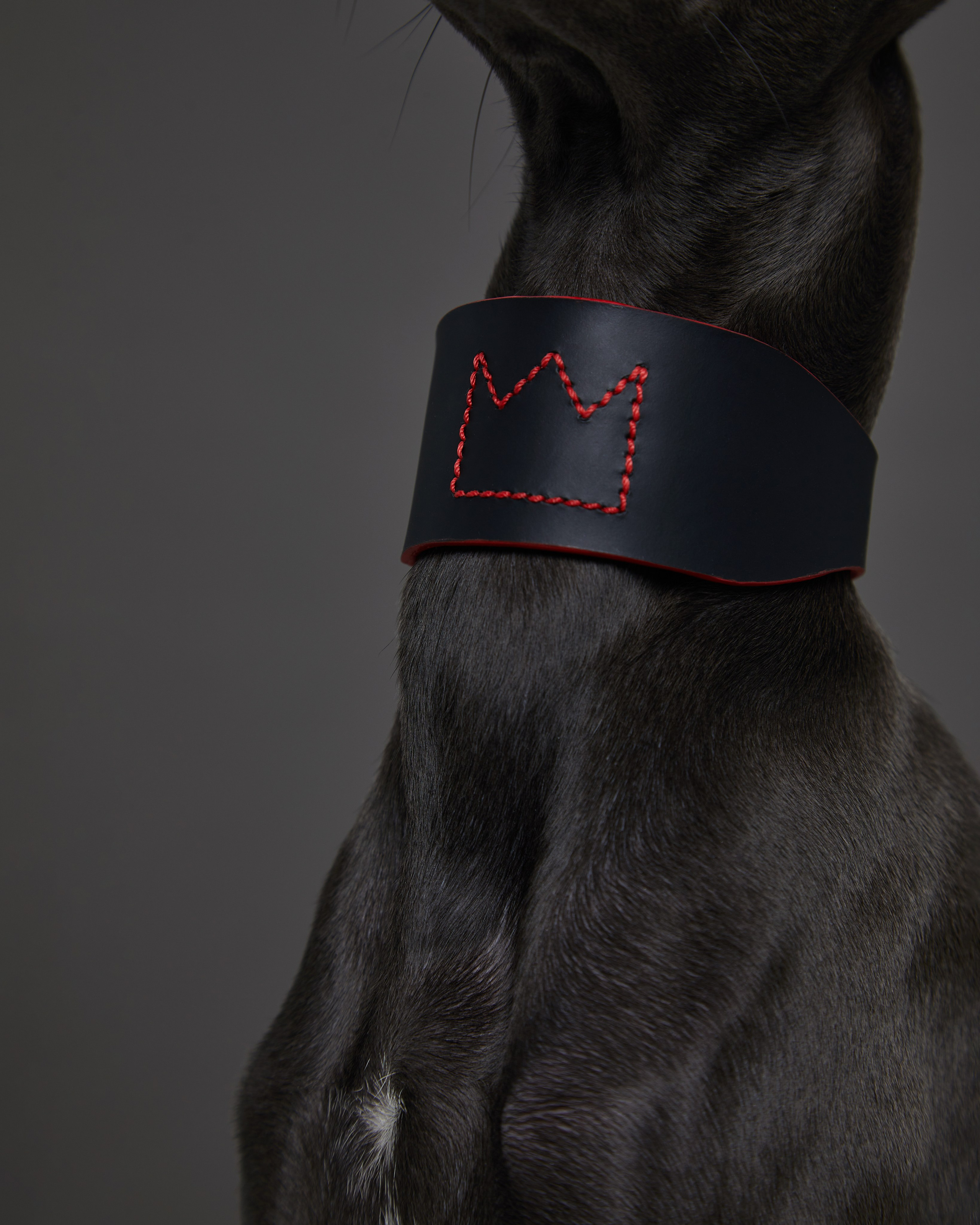 Амуниция и одежда. Pets Photography / Фотограф Собак