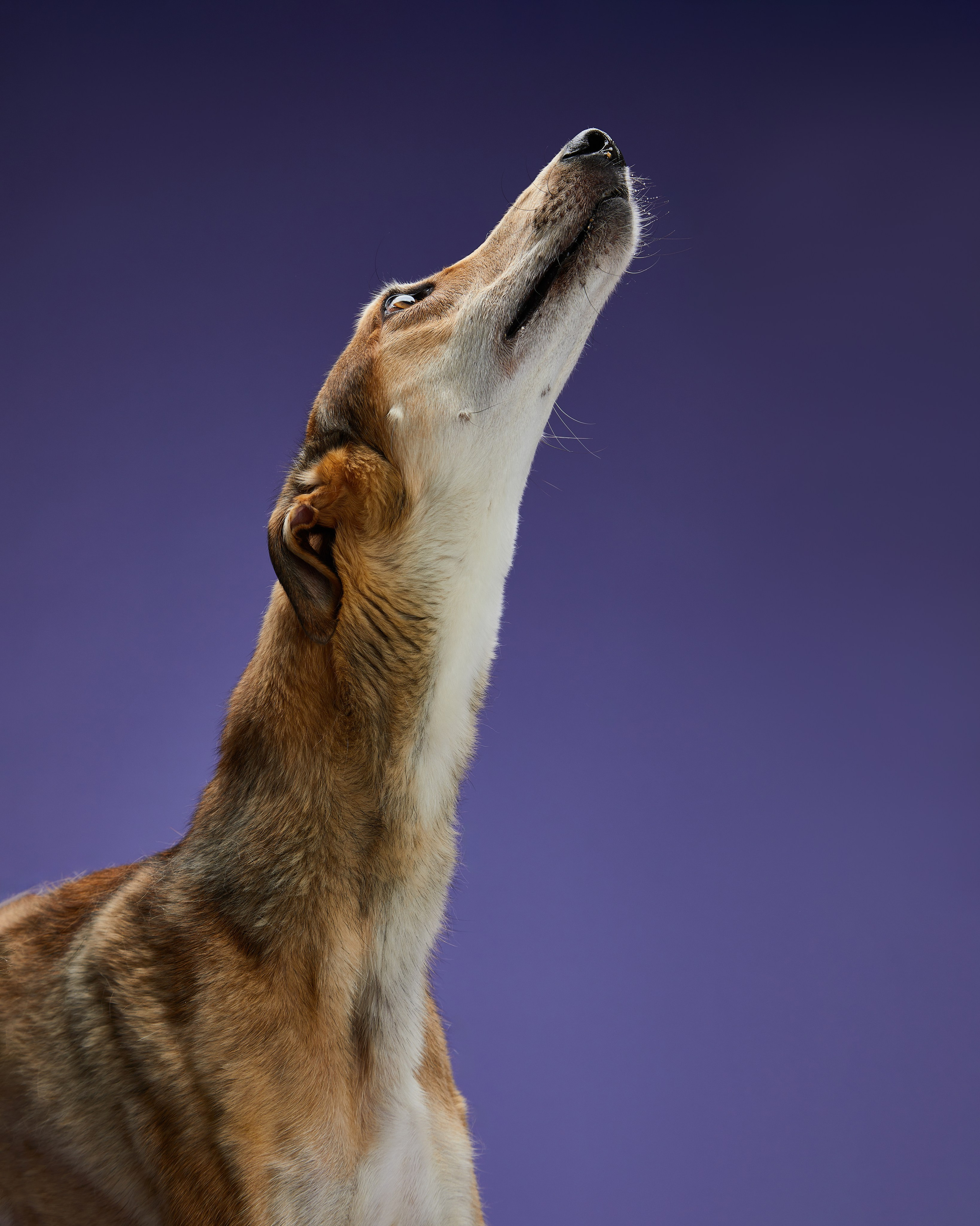 Pets Photography / Фотограф Собак