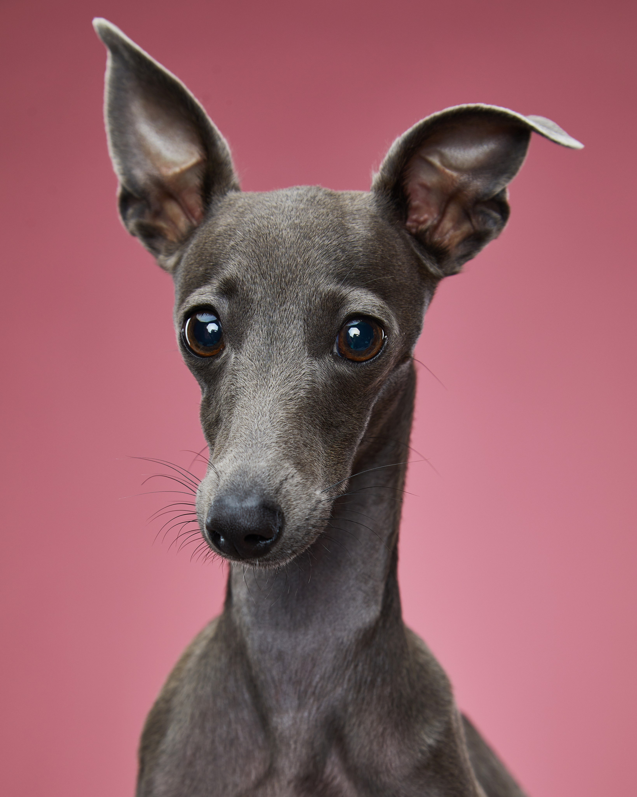 Pets Photography / Фотограф Собак
