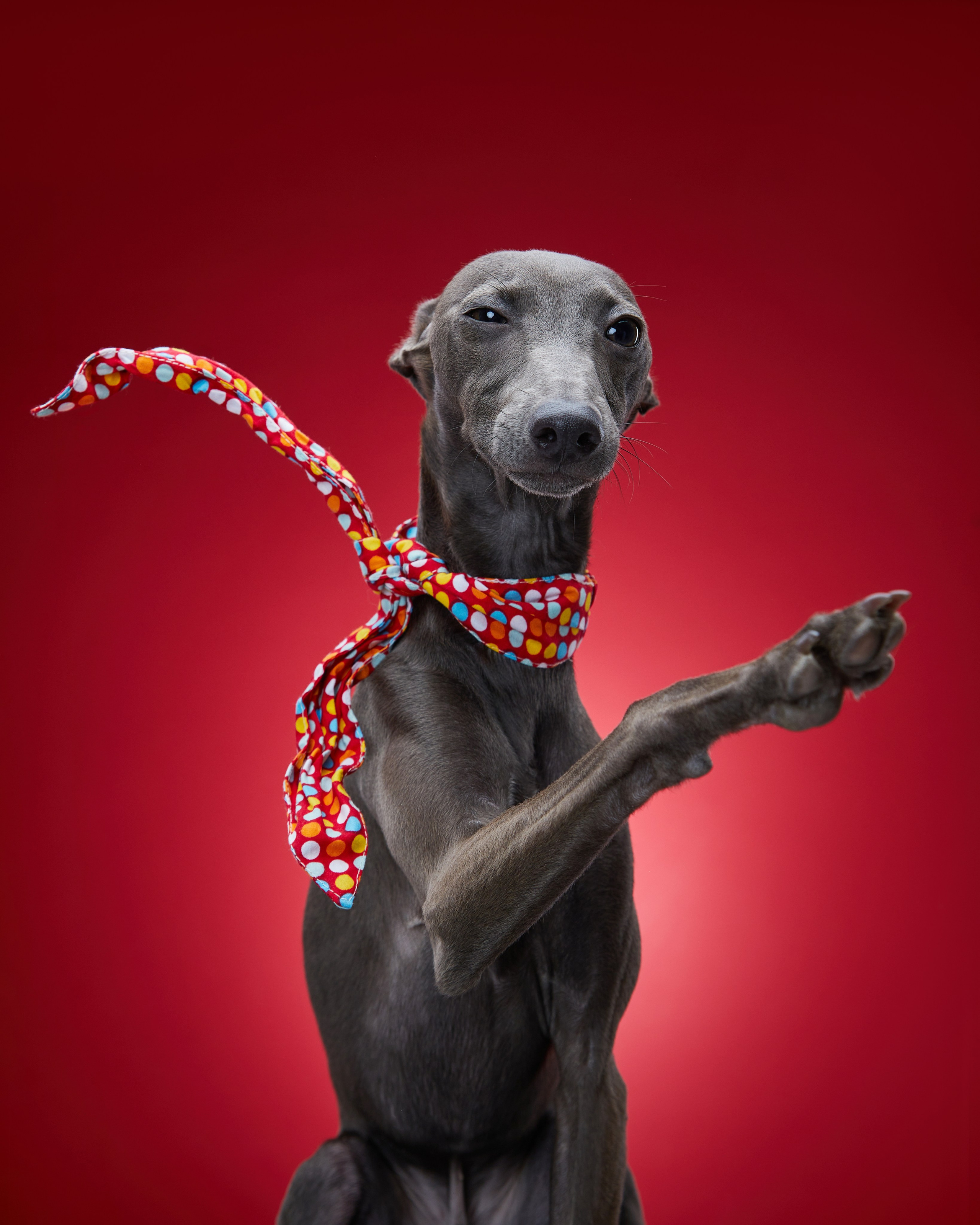 Pets Photography / Фотограф Собак