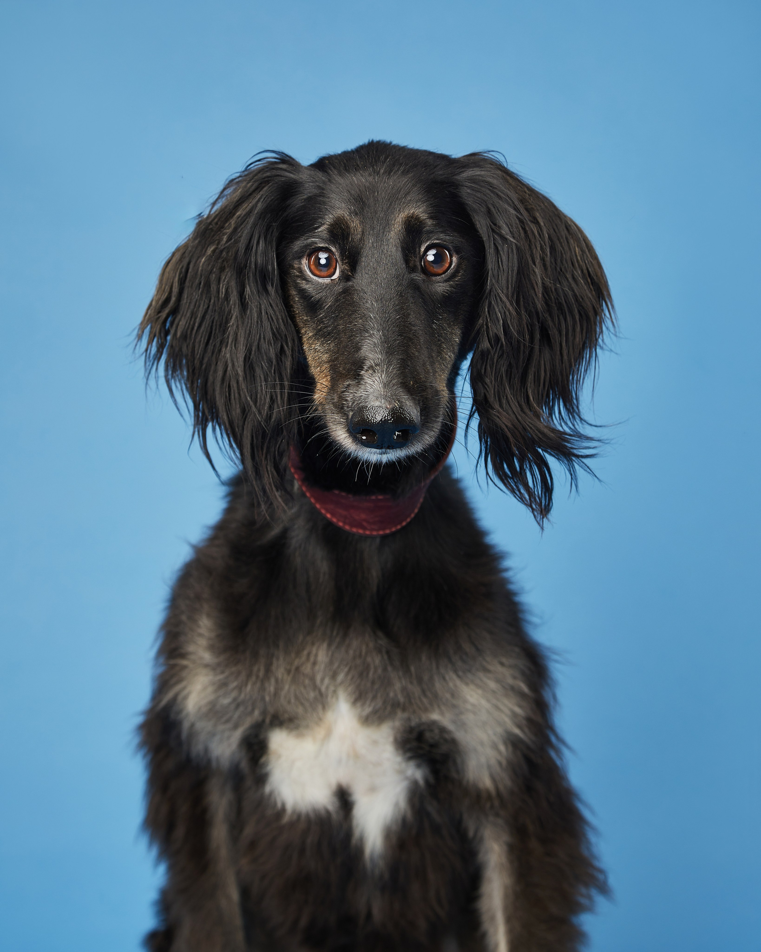 Pets Photography / Фотограф Собак