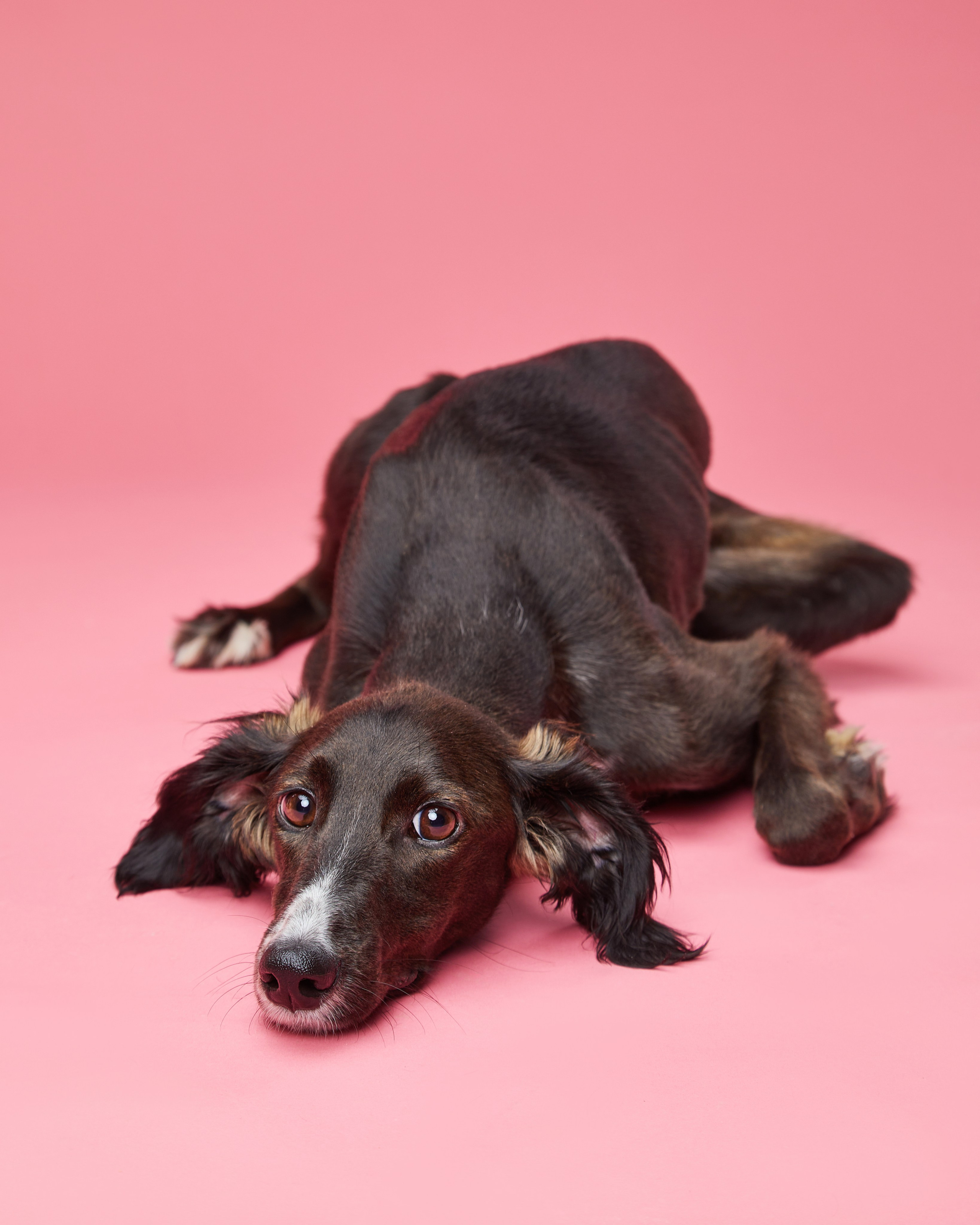 Pets Photography / Фотограф Собак
