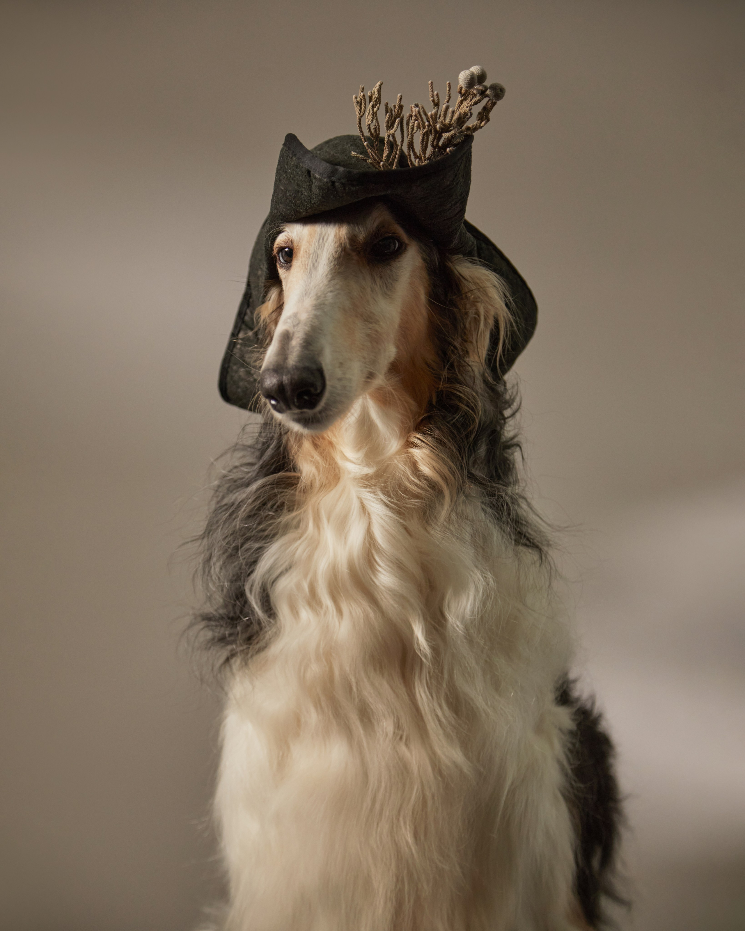 Собаки и их люди. Pets Photography / Фотограф Собак