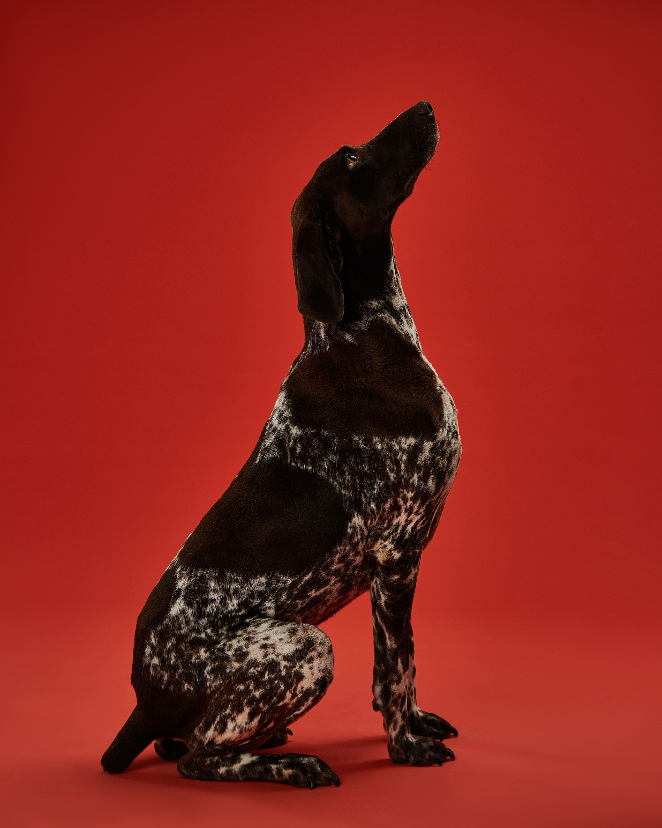 Pets Photography / Фотограф Собак