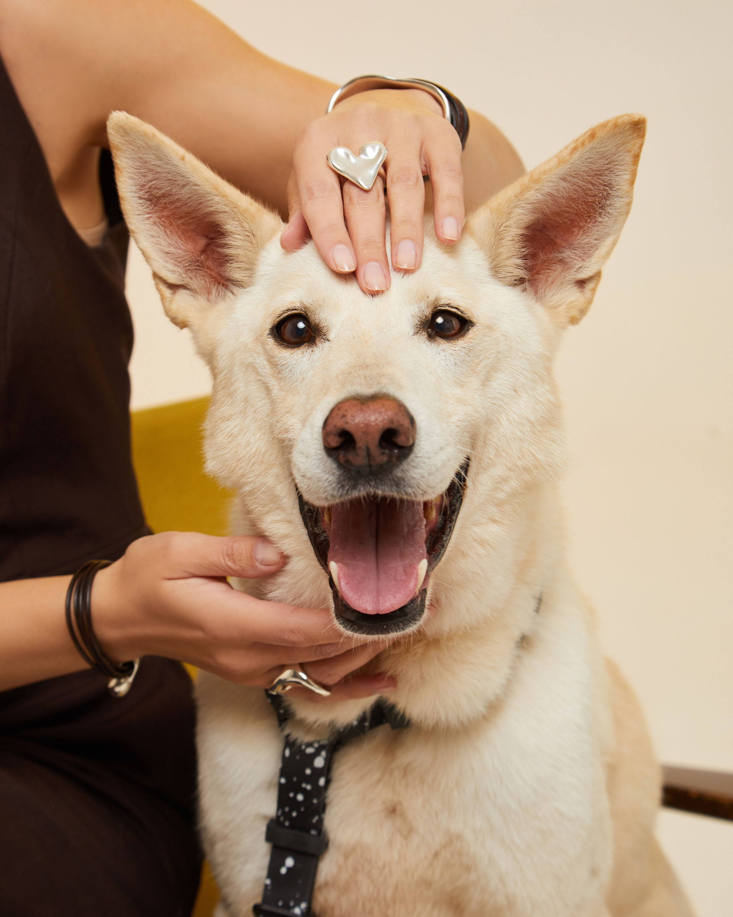 Фонд «Ника» и UNOde50. Pets Photography / Фотограф Собак
