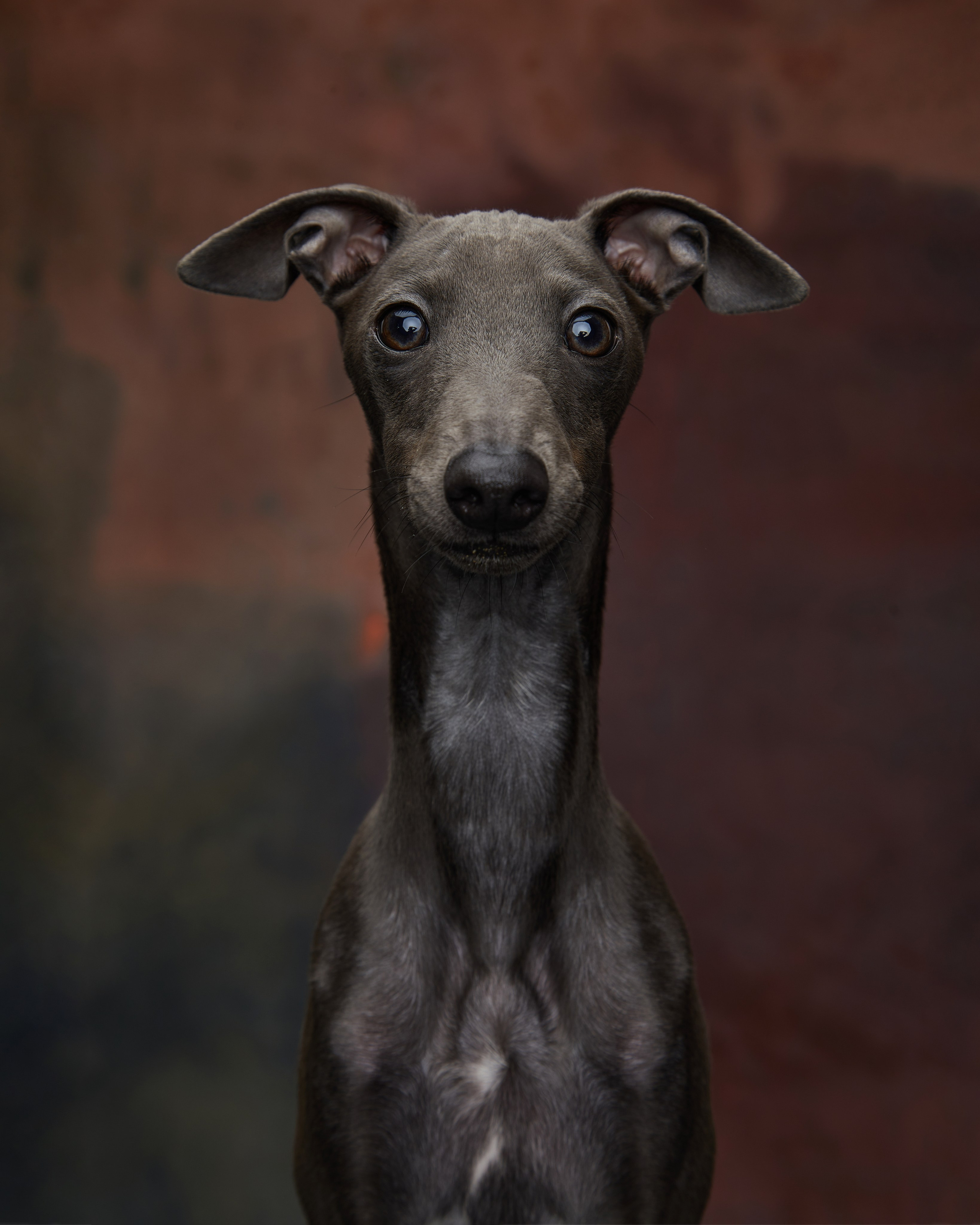 Pets Photography / Фотограф Собак