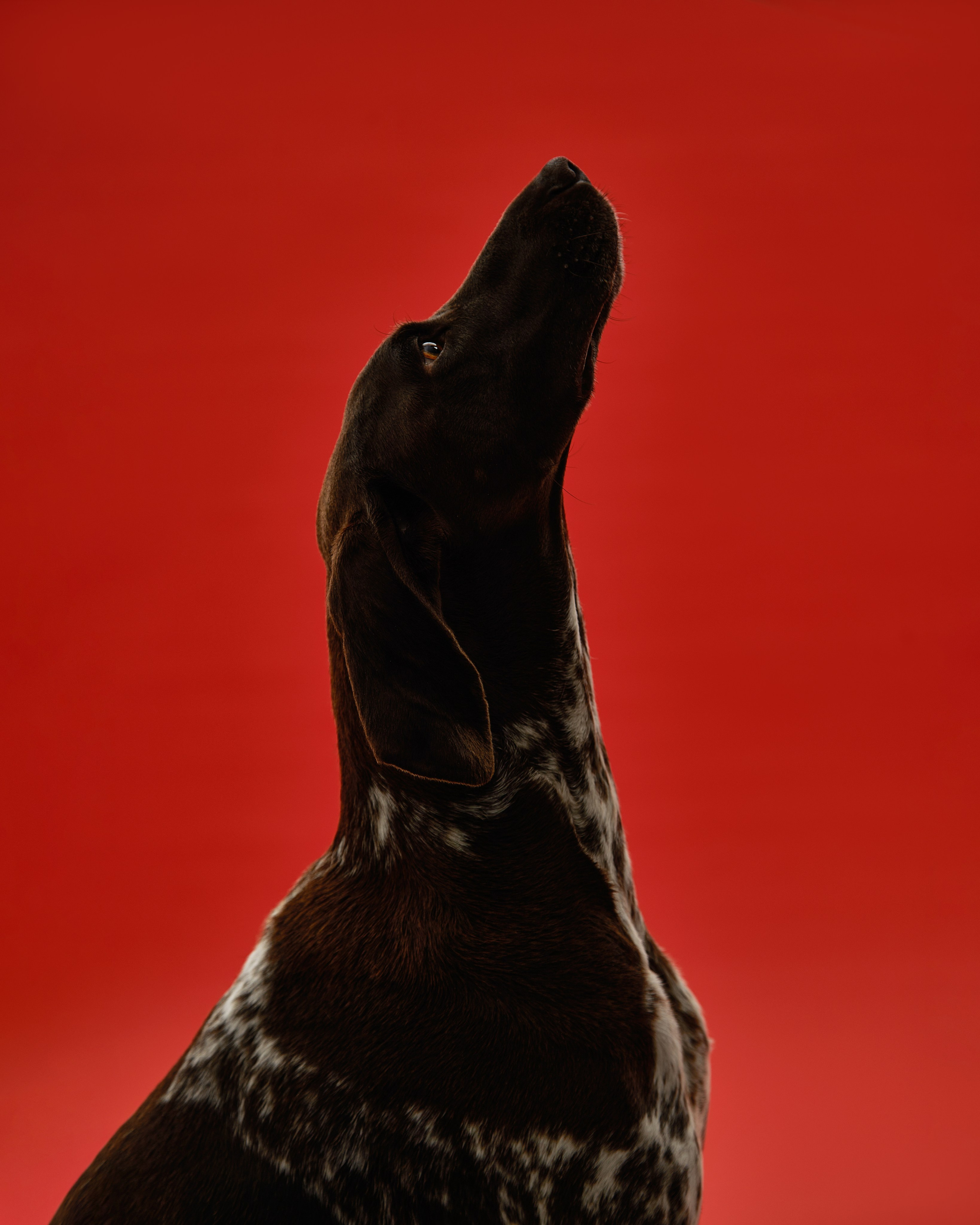 Pets Photography / Фотограф Собак
