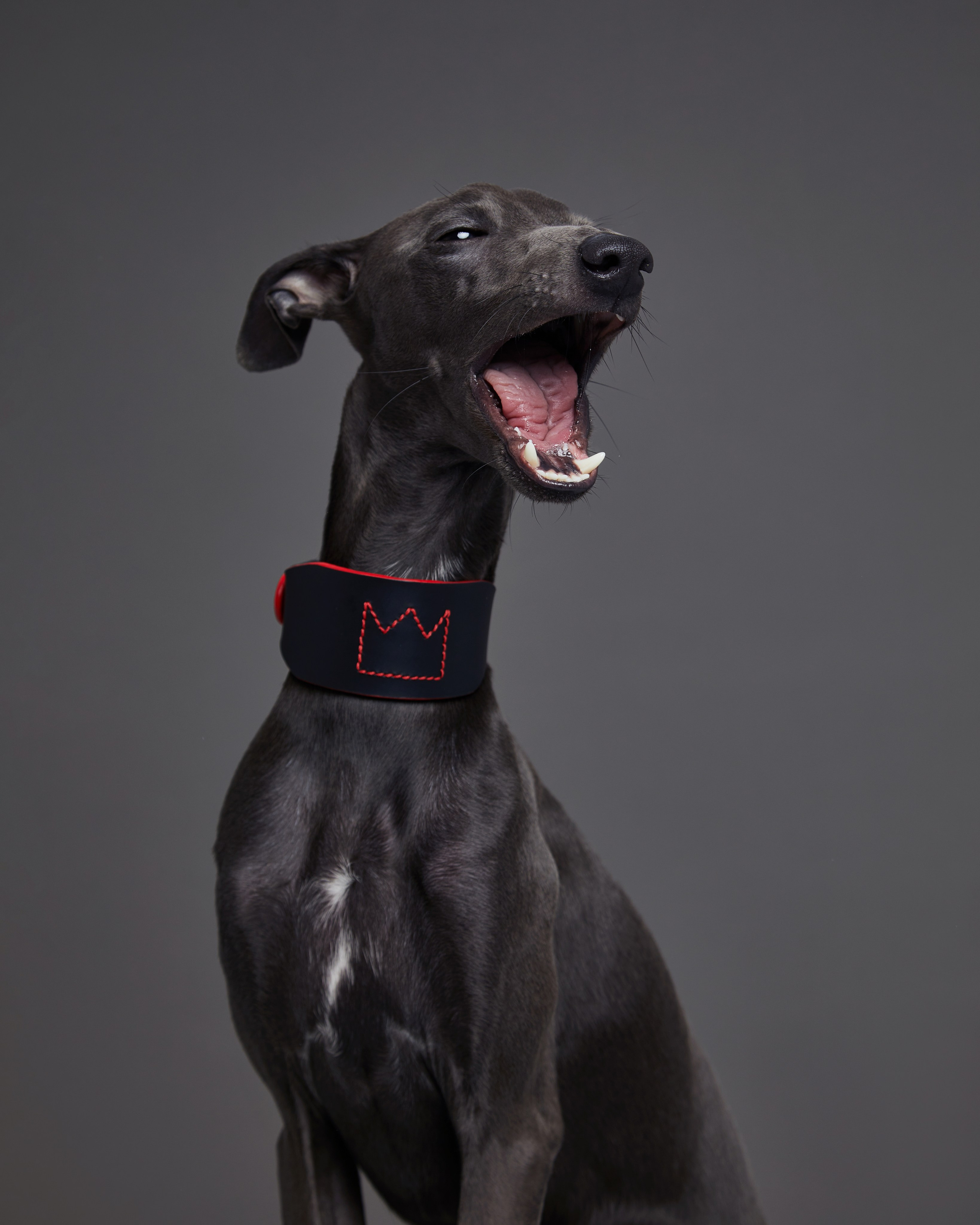 Амуниция и одежда. Pets Photography / Фотограф Собак