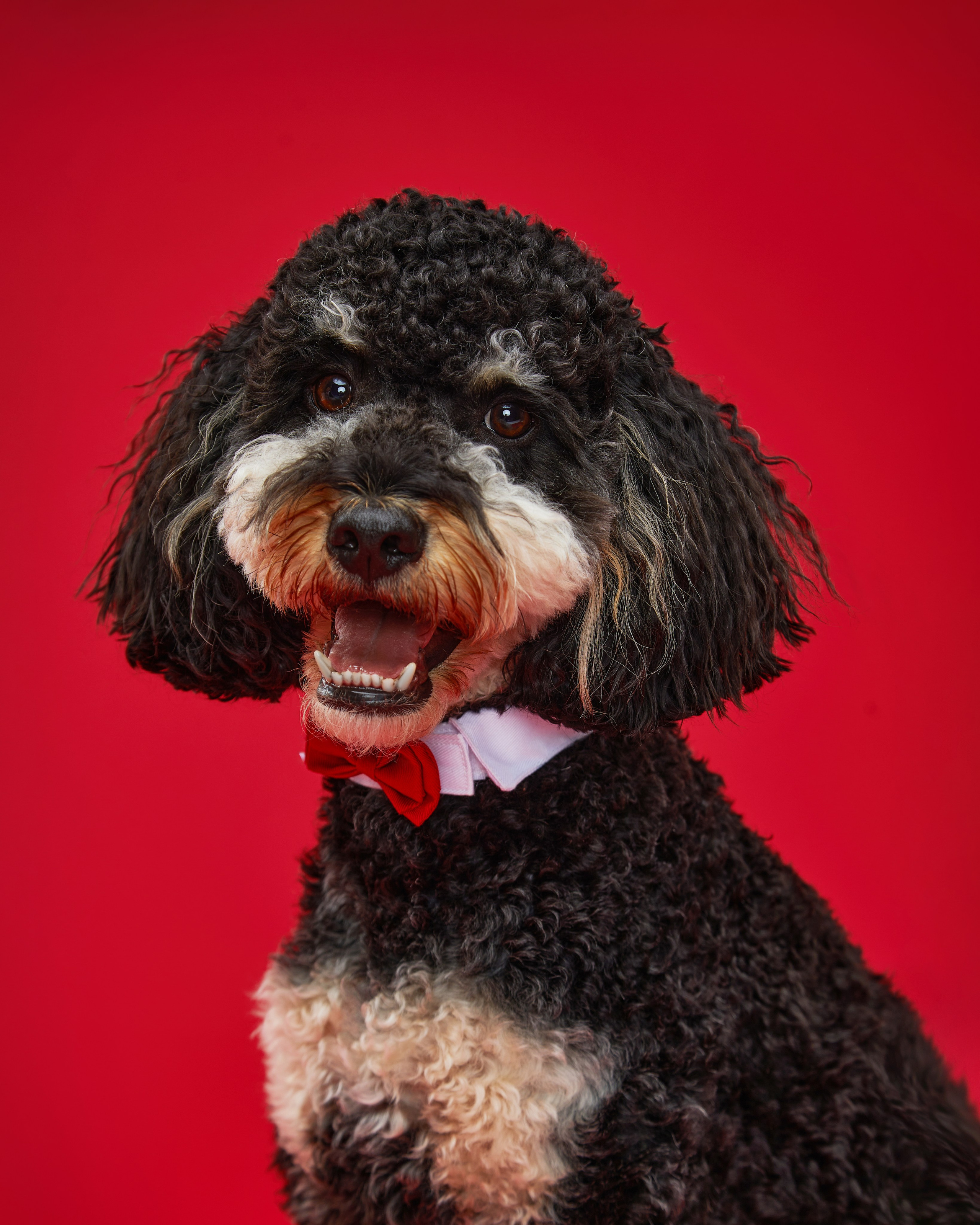 Pets Photography / Фотограф Собак