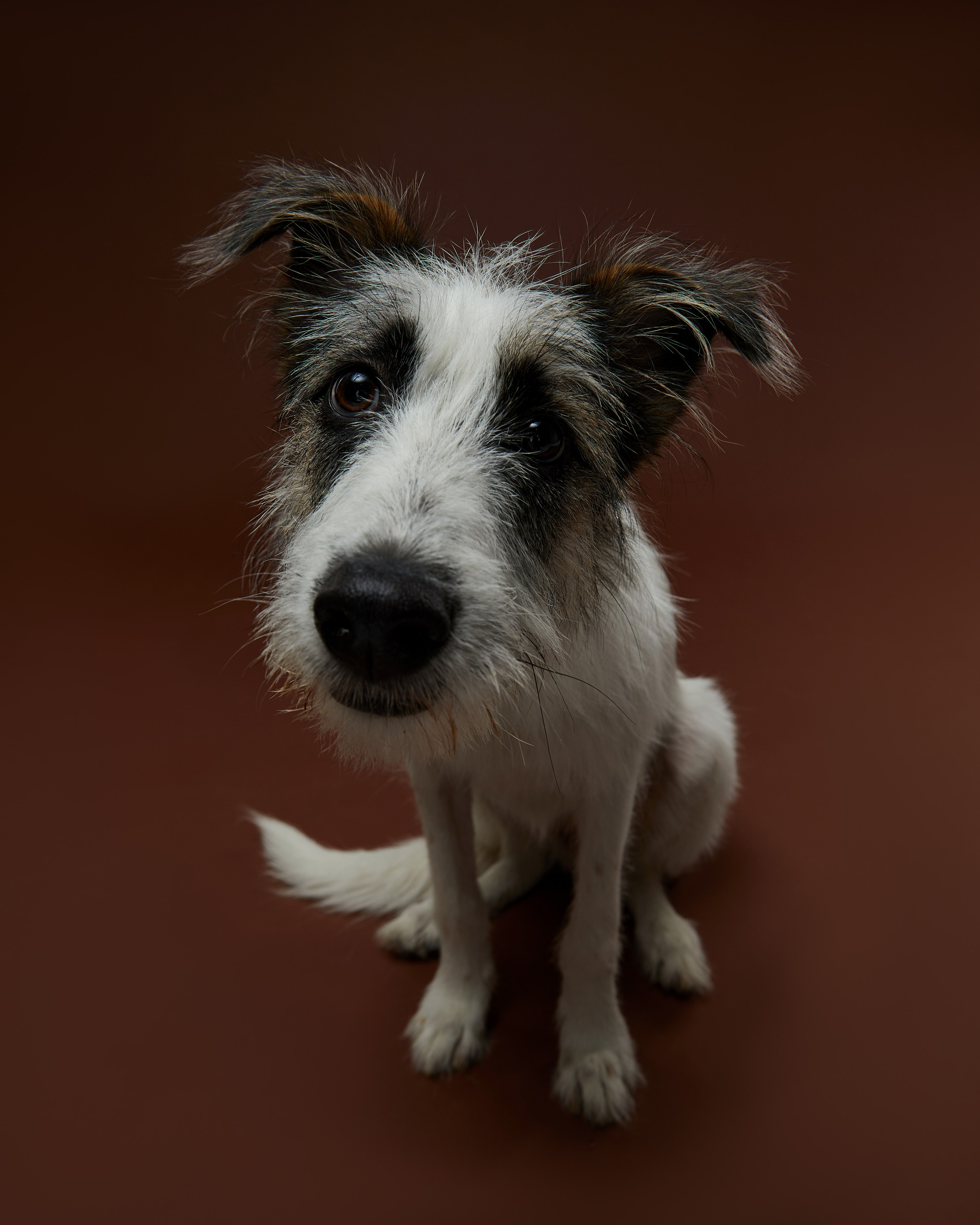 Pets Photography / Фотограф Собак