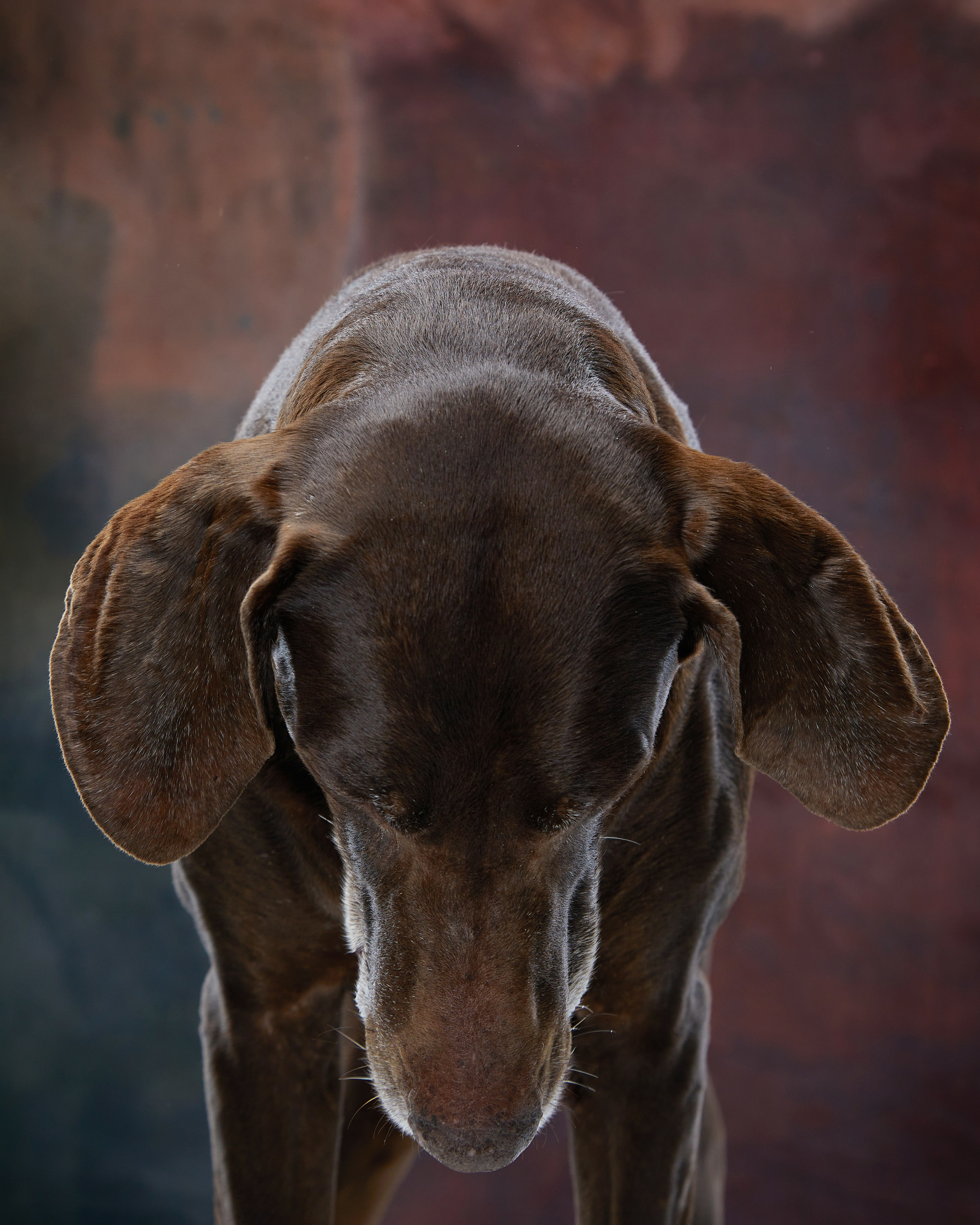 Pets Photography / Фотограф Собак