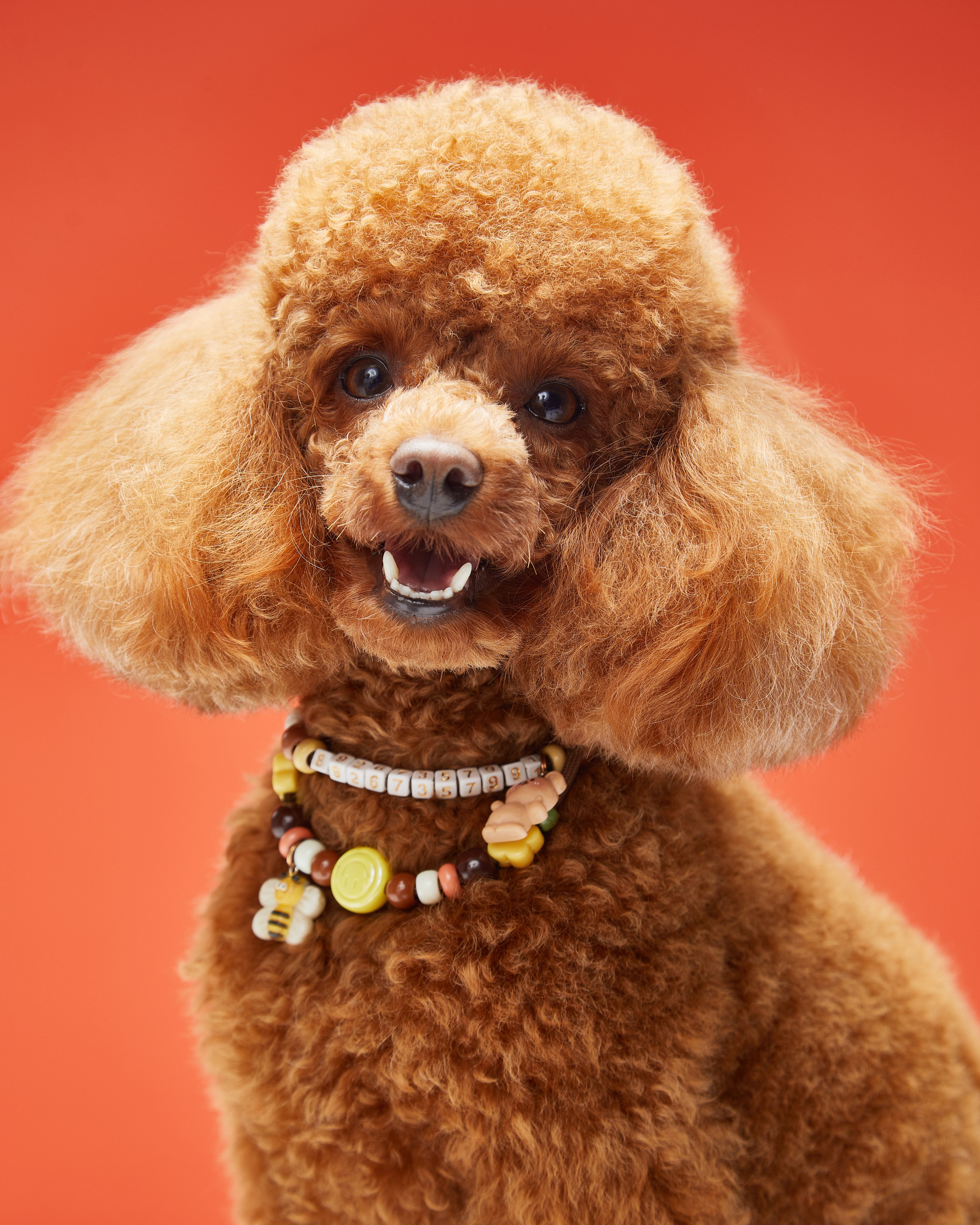 Pets Photography / Фотограф Собак