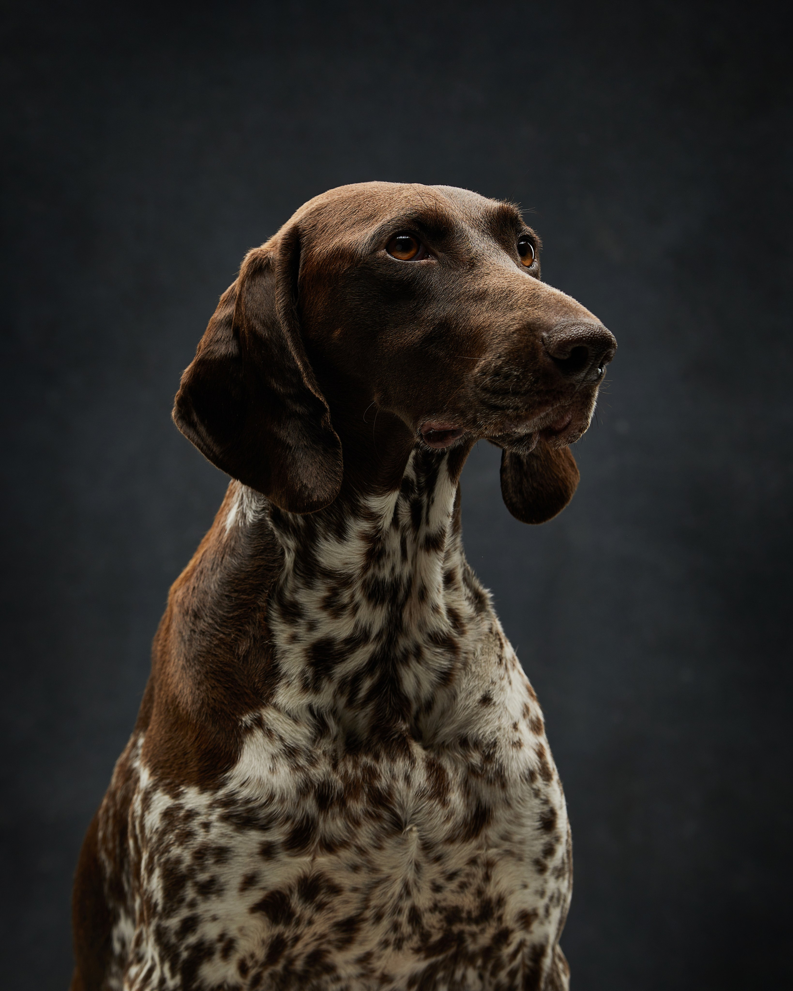 Pets Photography / Фотограф Собак