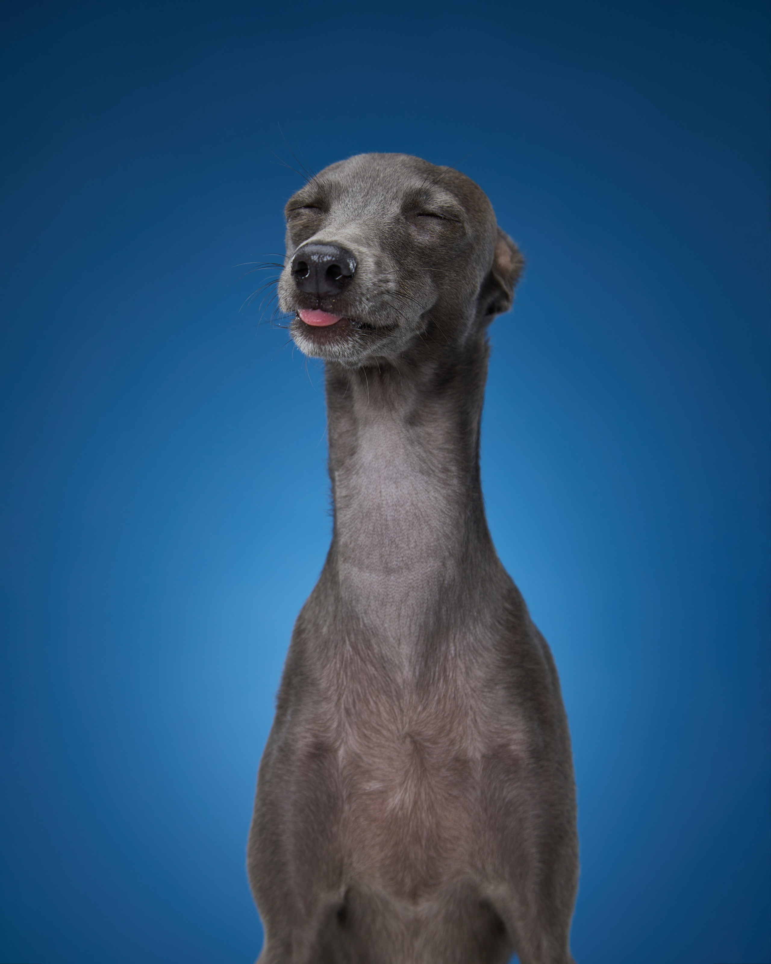 Pets Photography / Фотограф Собак