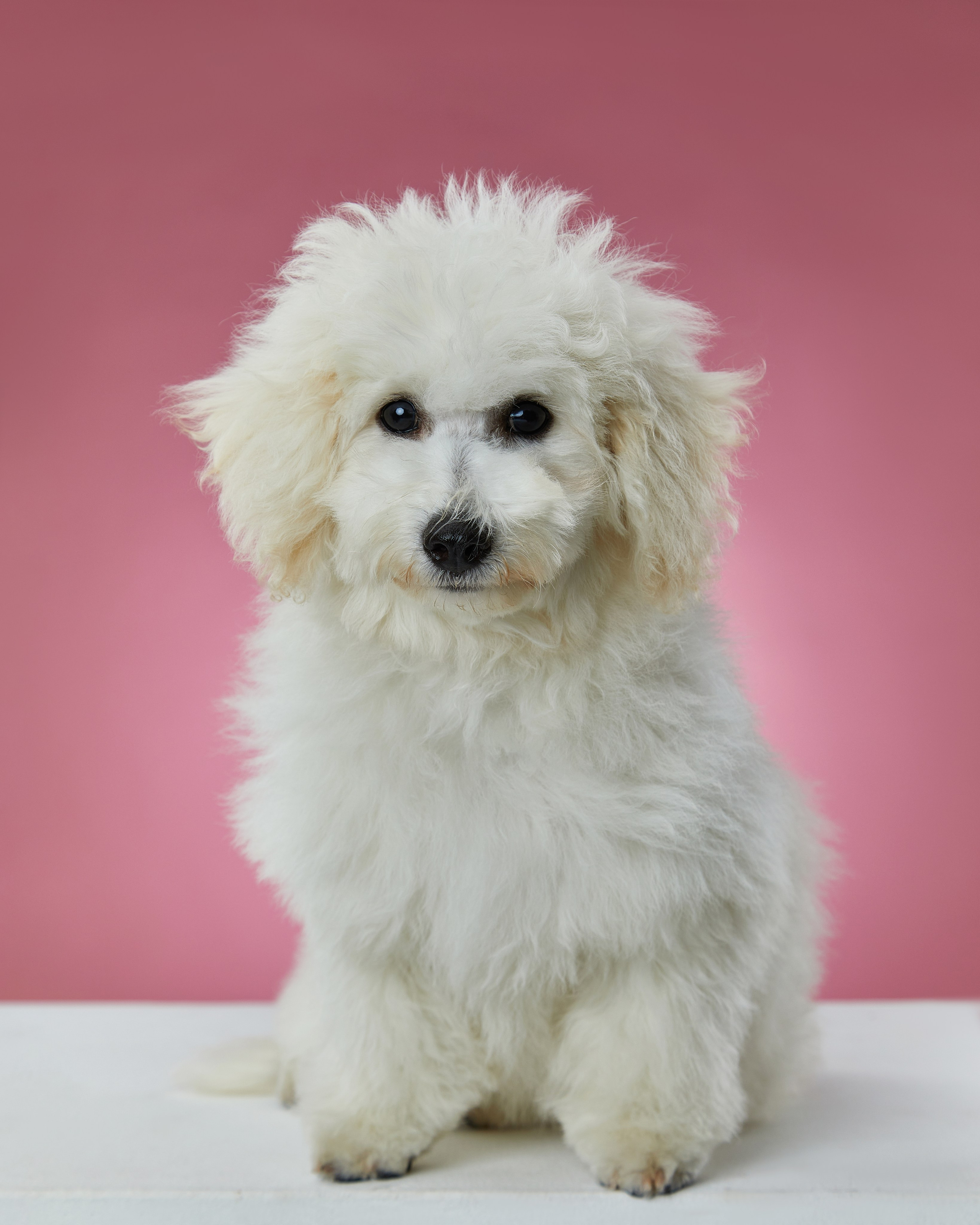 Pets Photography / Фотограф Собак