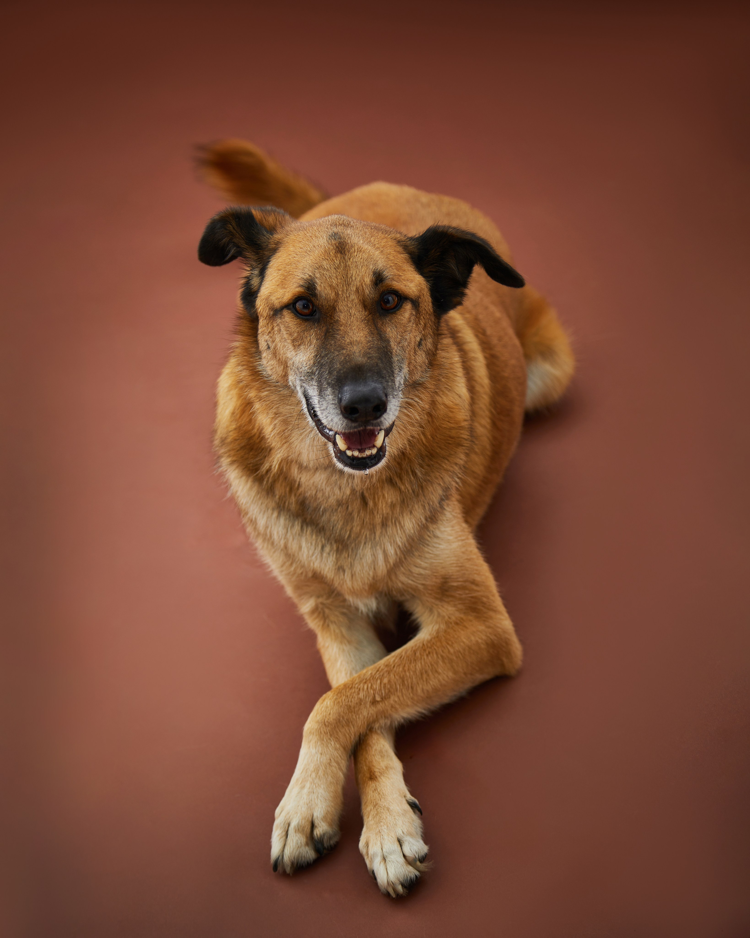 Pets Photography / Фотограф Собак