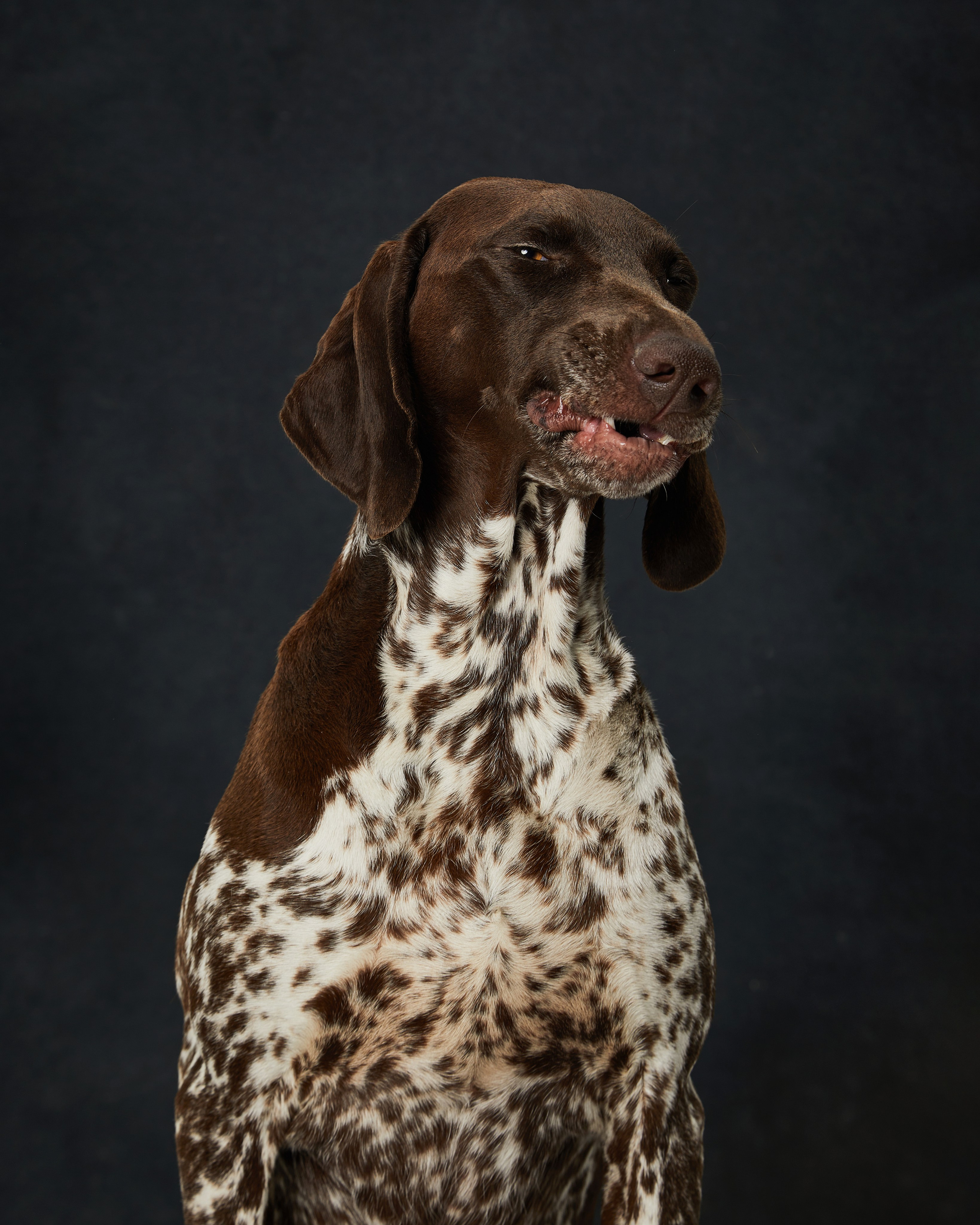 Pets Photography / Фотограф Собак