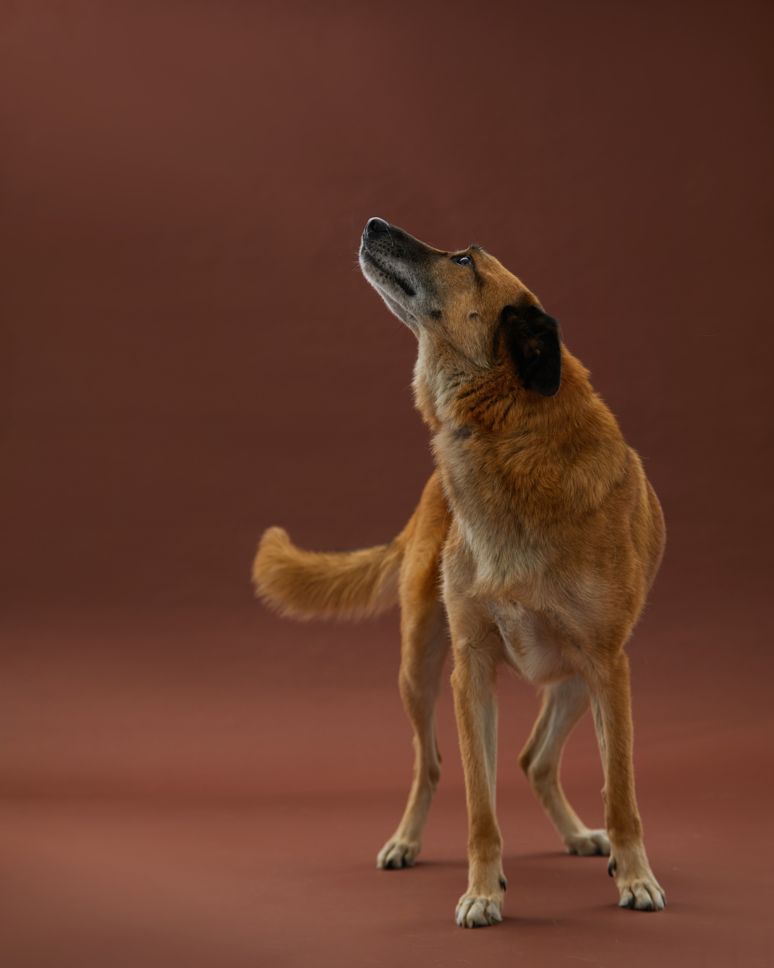 Pets Photography / Фотограф Собак